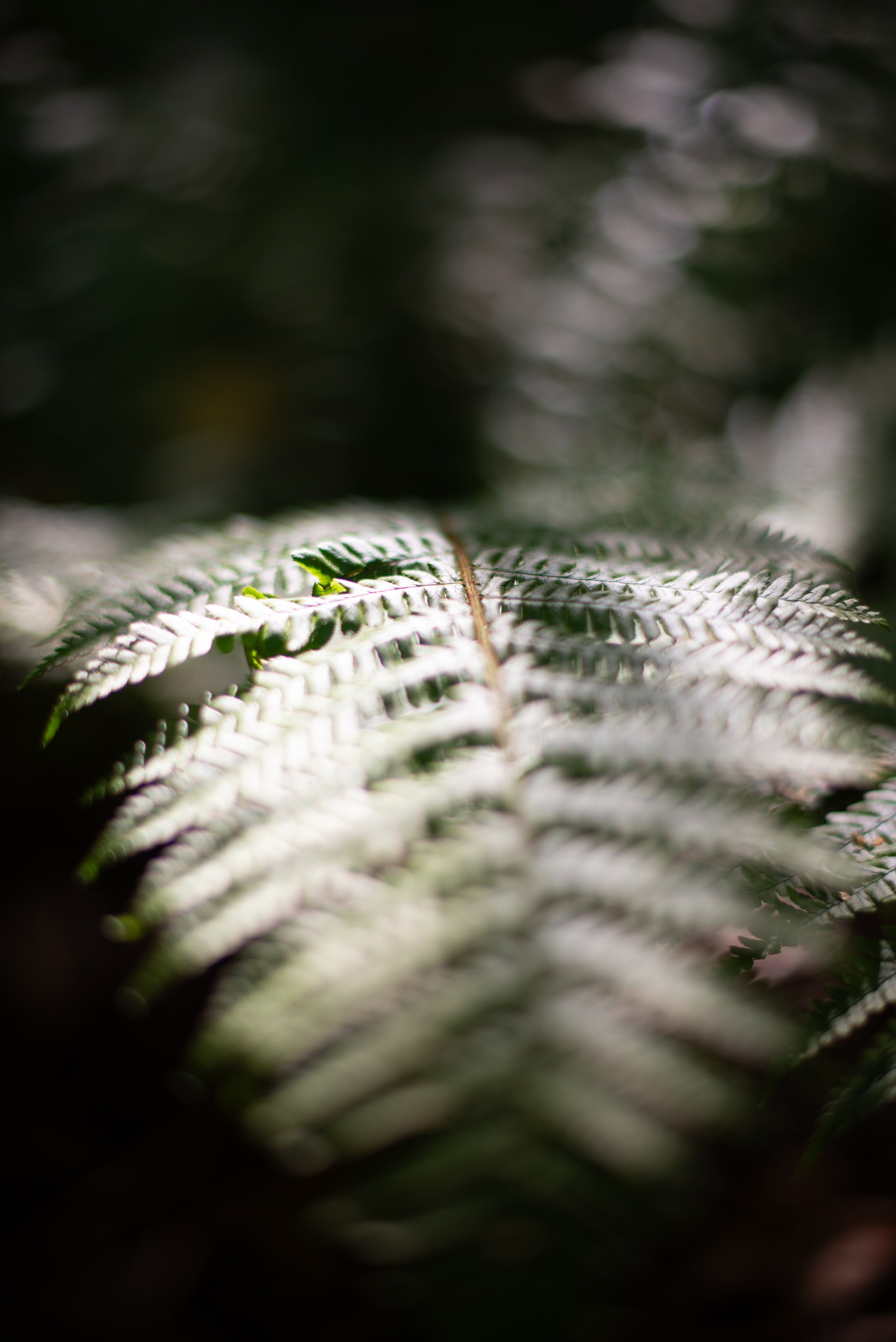 Цветы сада МГУ. Victoria Radjevna Репортажный Фотограф — Видеограф Москва • Санкт-Петербург