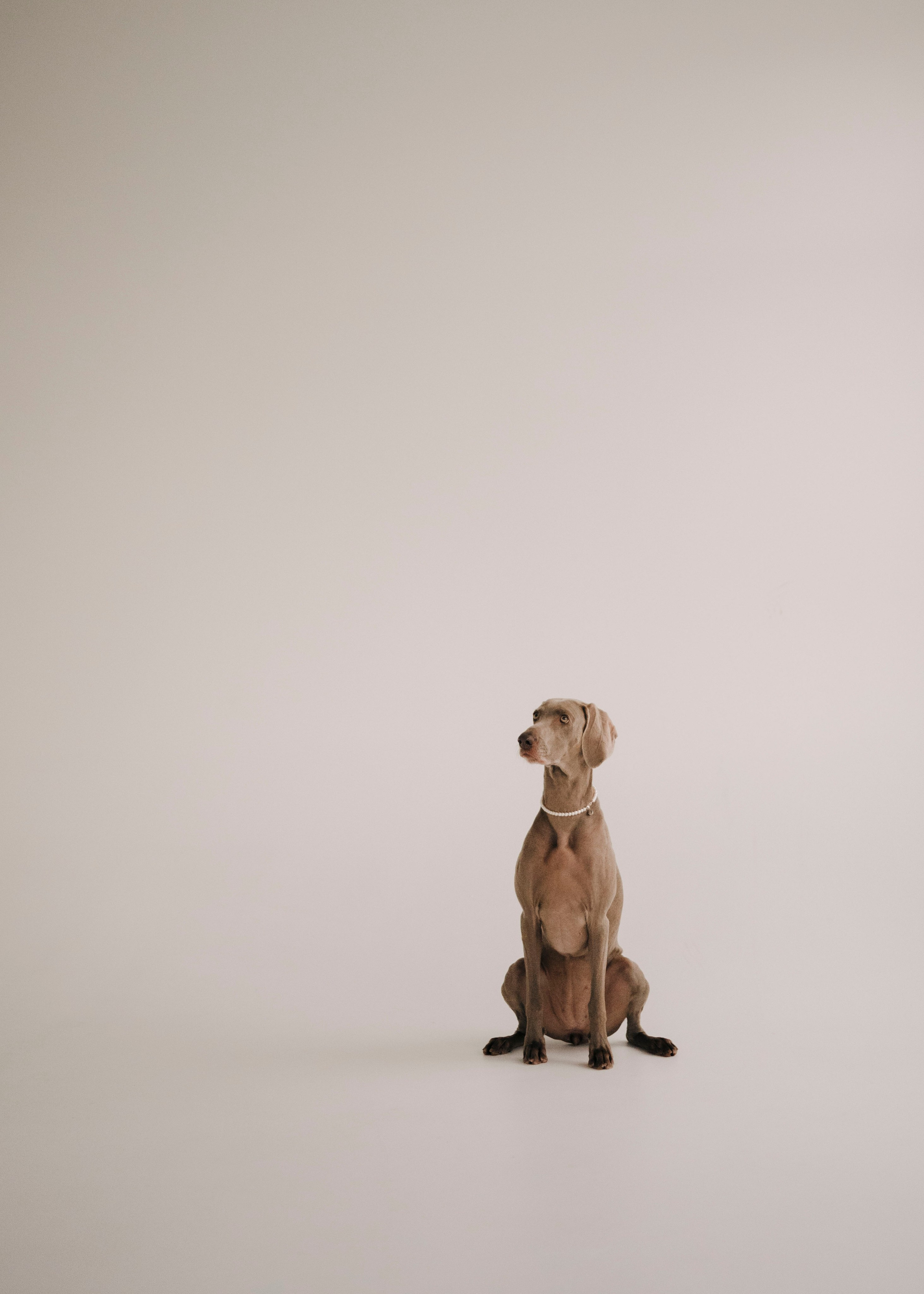 Фани. Фотограф- анималист Александра Матвеева