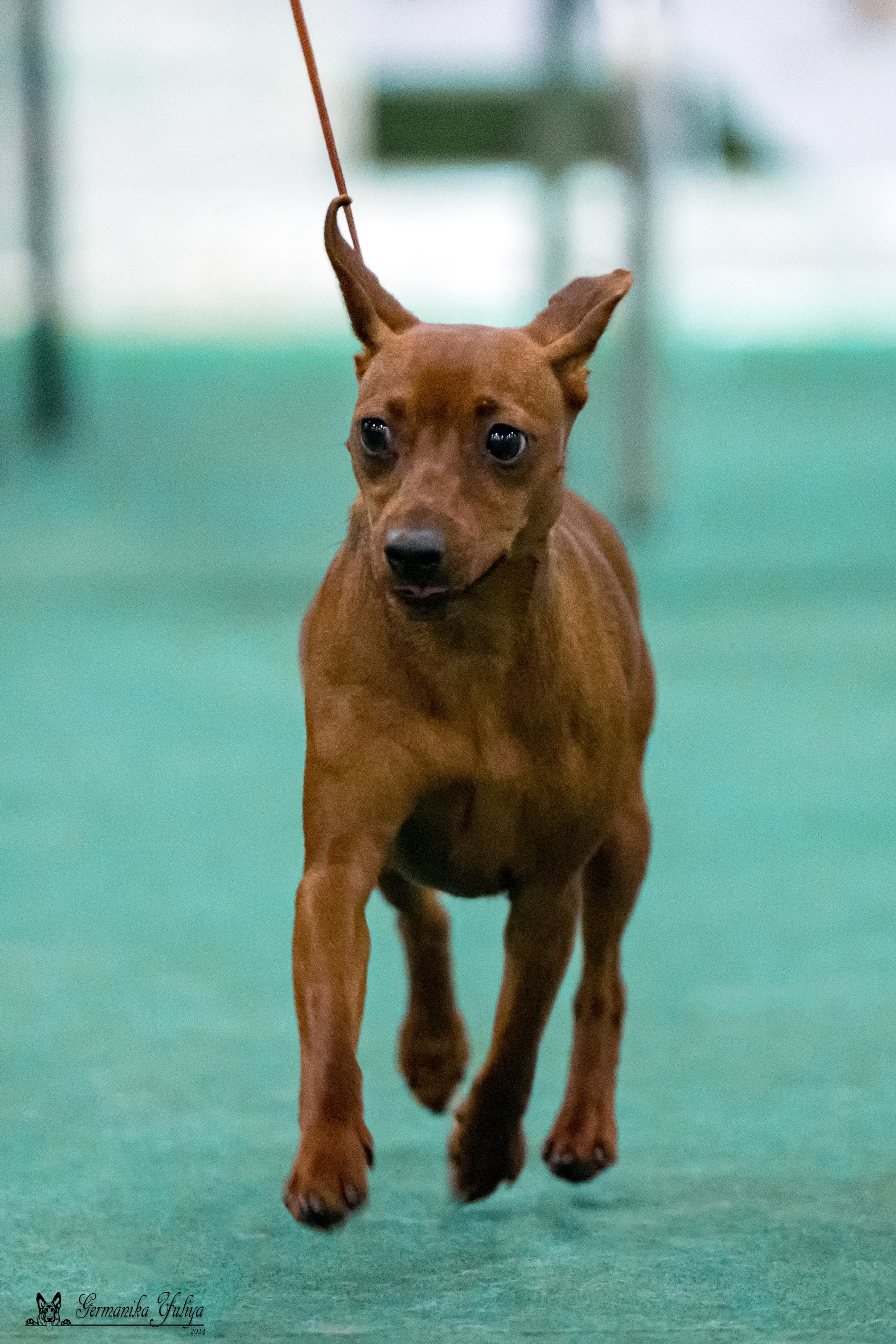 Сабанеевка 26-27.01.2024. Фотограф-анималист Юлия Германика