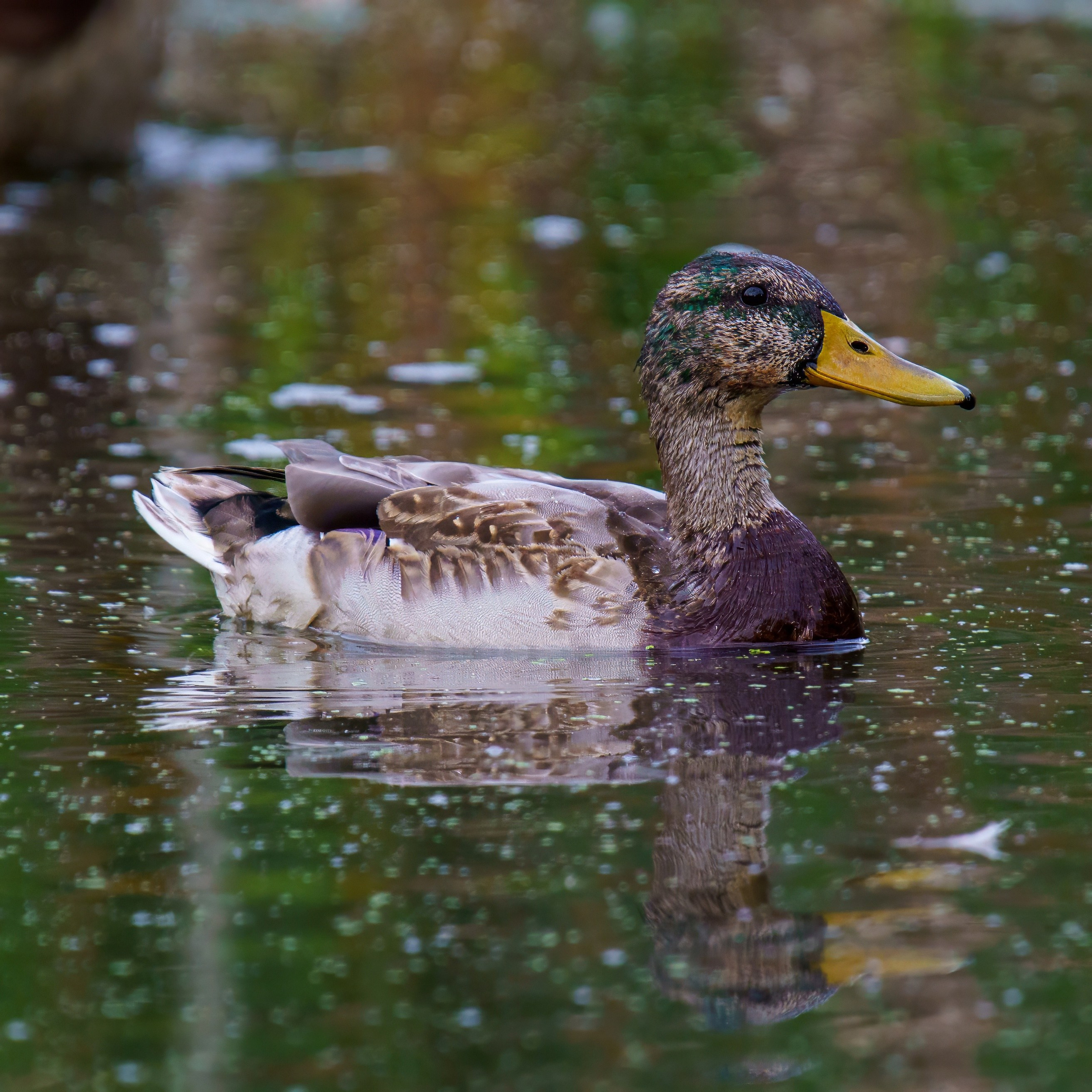 Animals — Животные