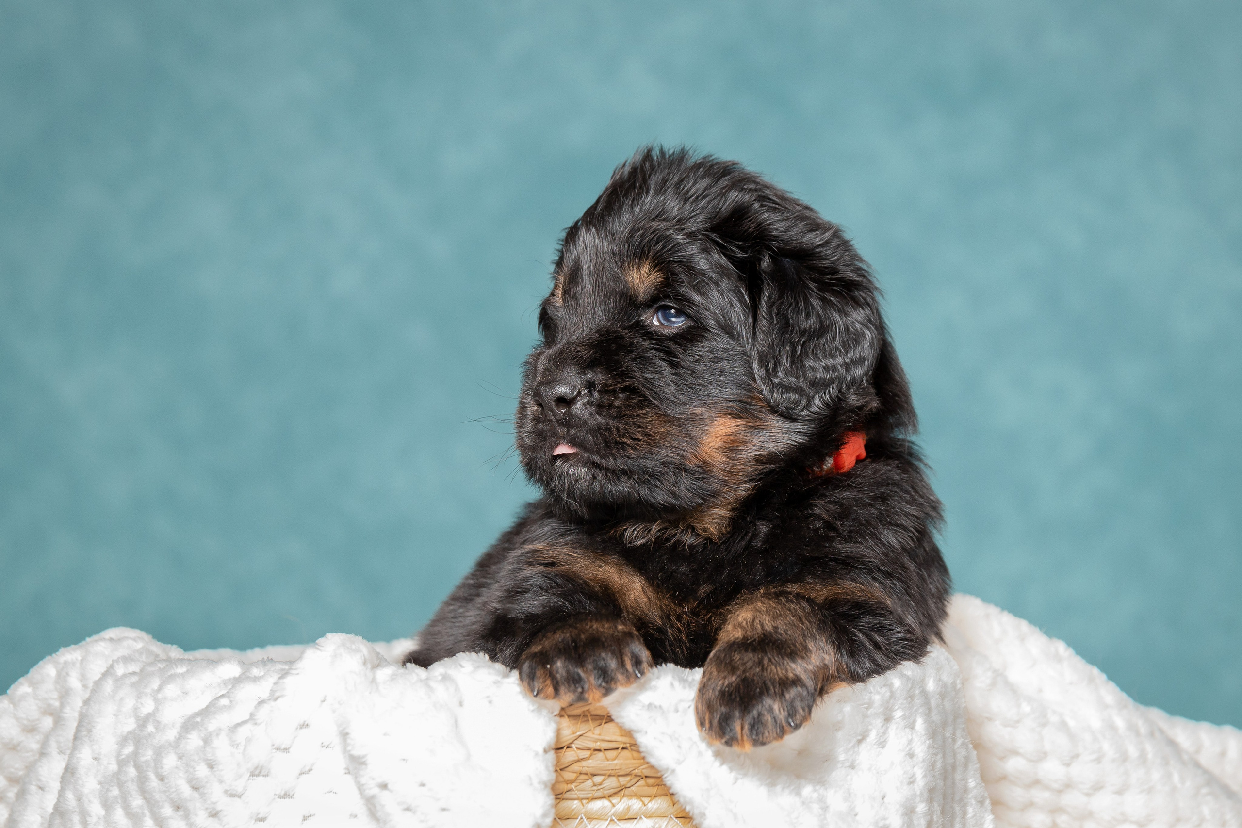 Тибетский мастиф. Юлия Микульская. Рыбинск