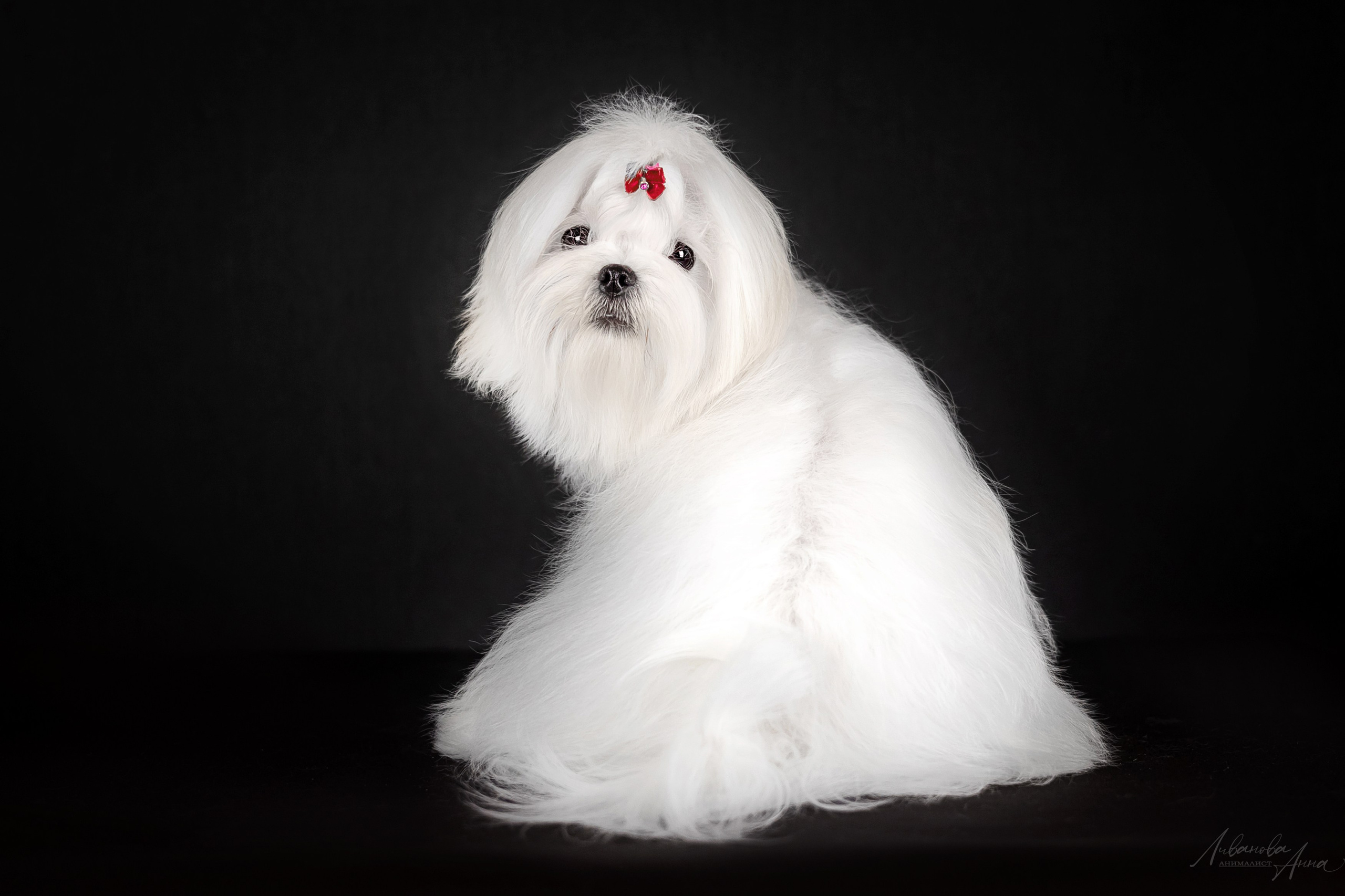 Мальтезе. Фотограф анималист Аня Ливанова | Рыбинск