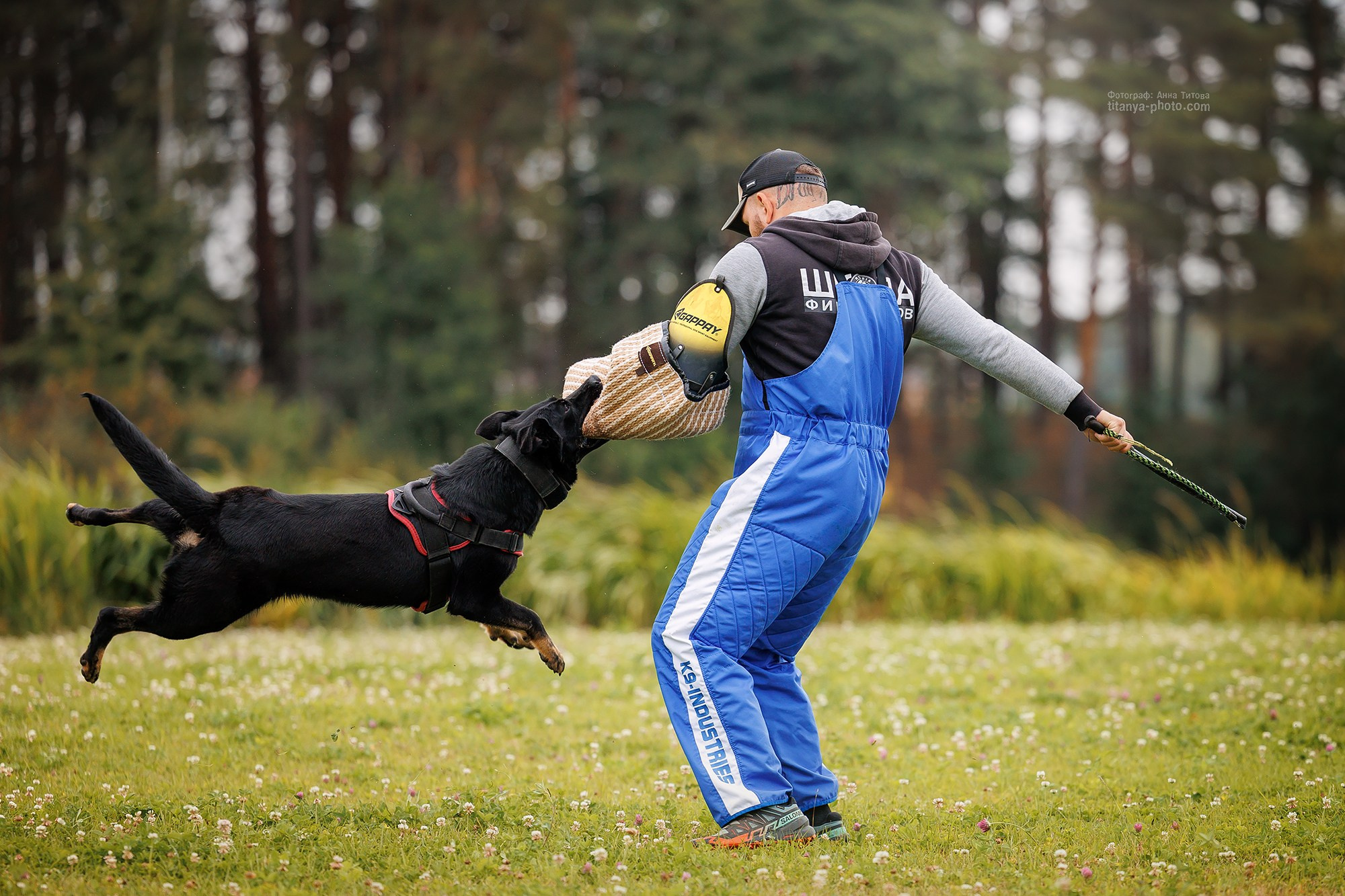 Тренировка по защите в питомнике немецких овчарок «Легенда Волги». Фотограф собак, фотограф-анималист Аня Титова (Titanya). Москва