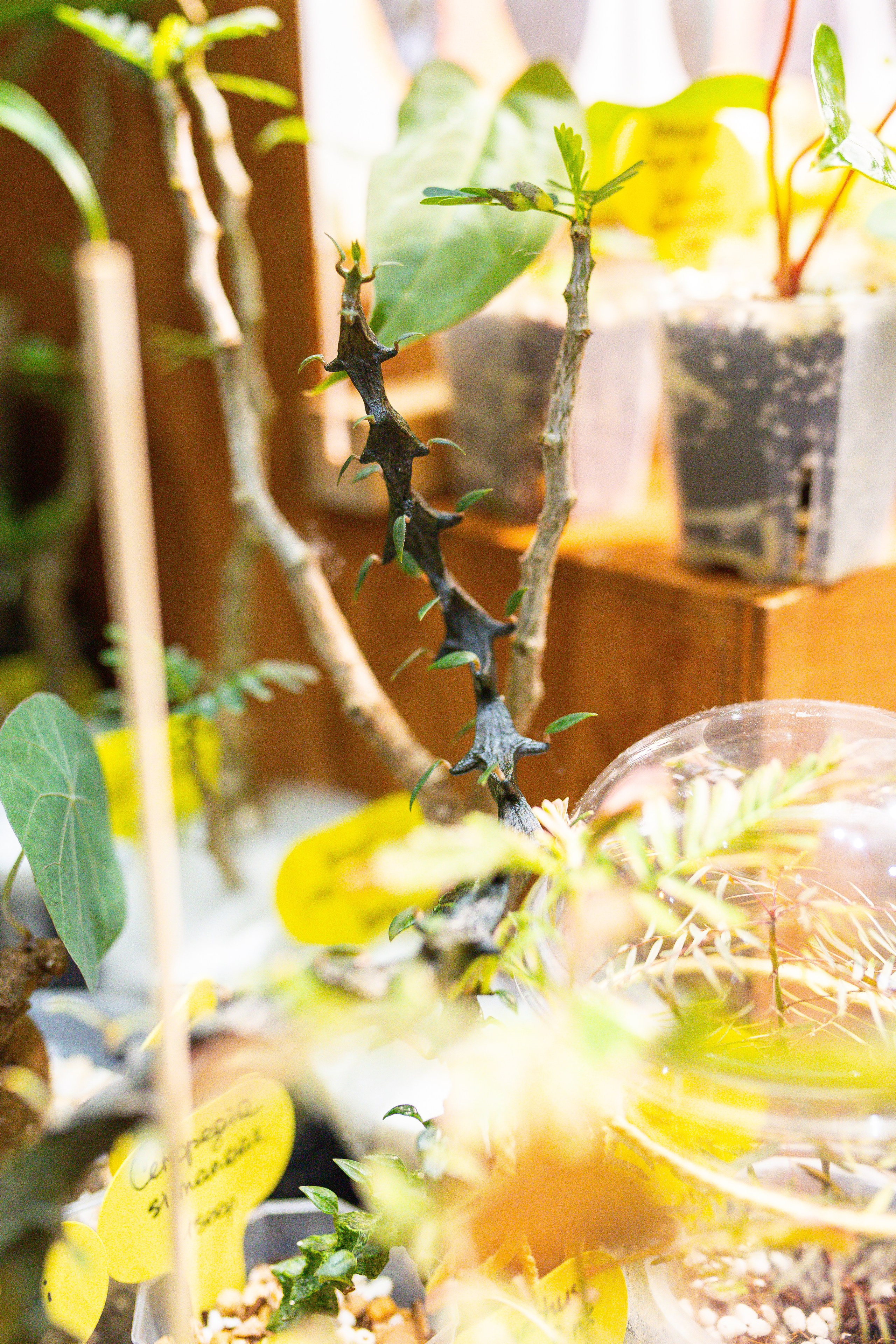 Монстериум 11–12 октября. Александра Куликова фотограф, Москва