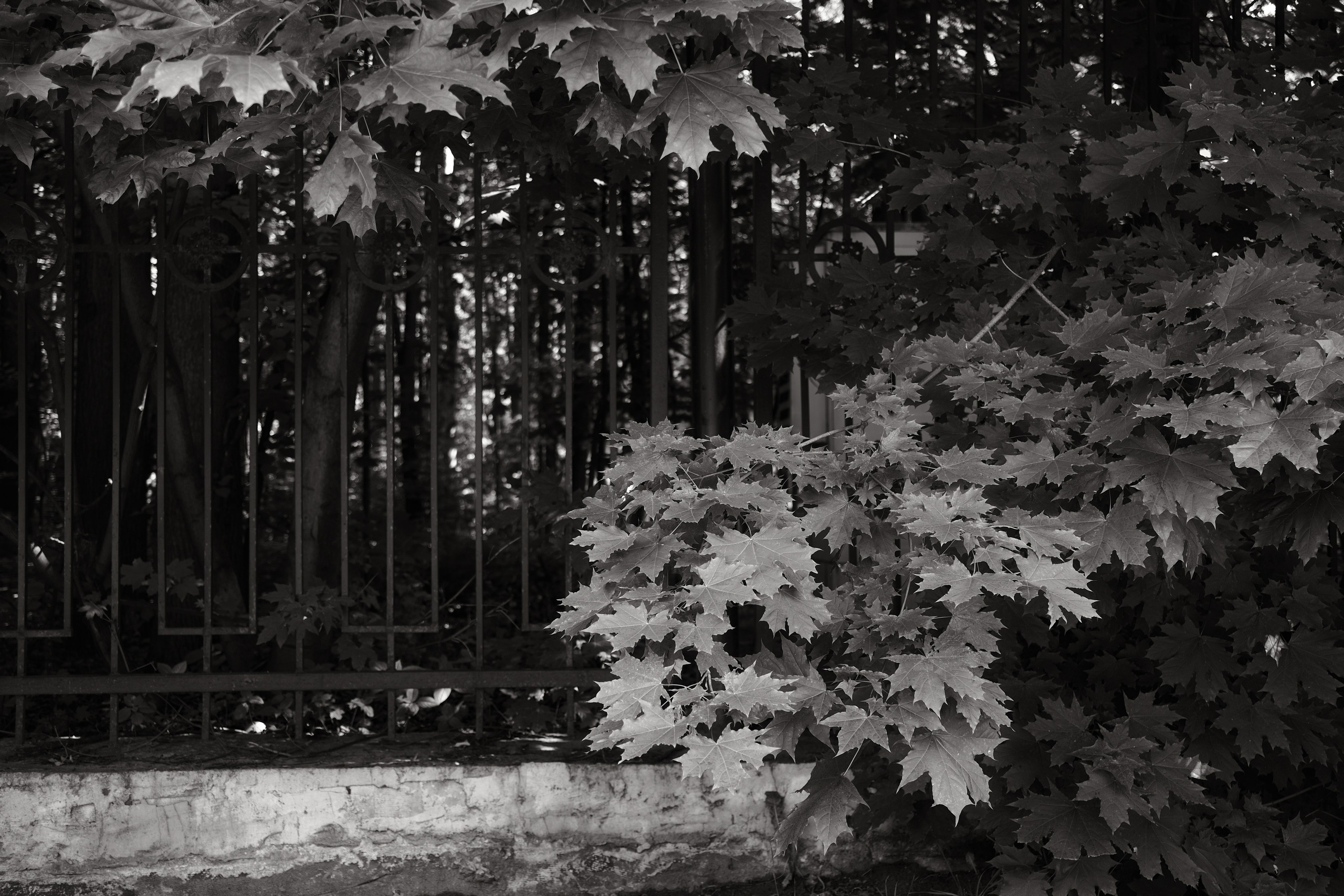 Прогулка по Воробьёвым горам. Фотограф Михаил Ерохин | Москва