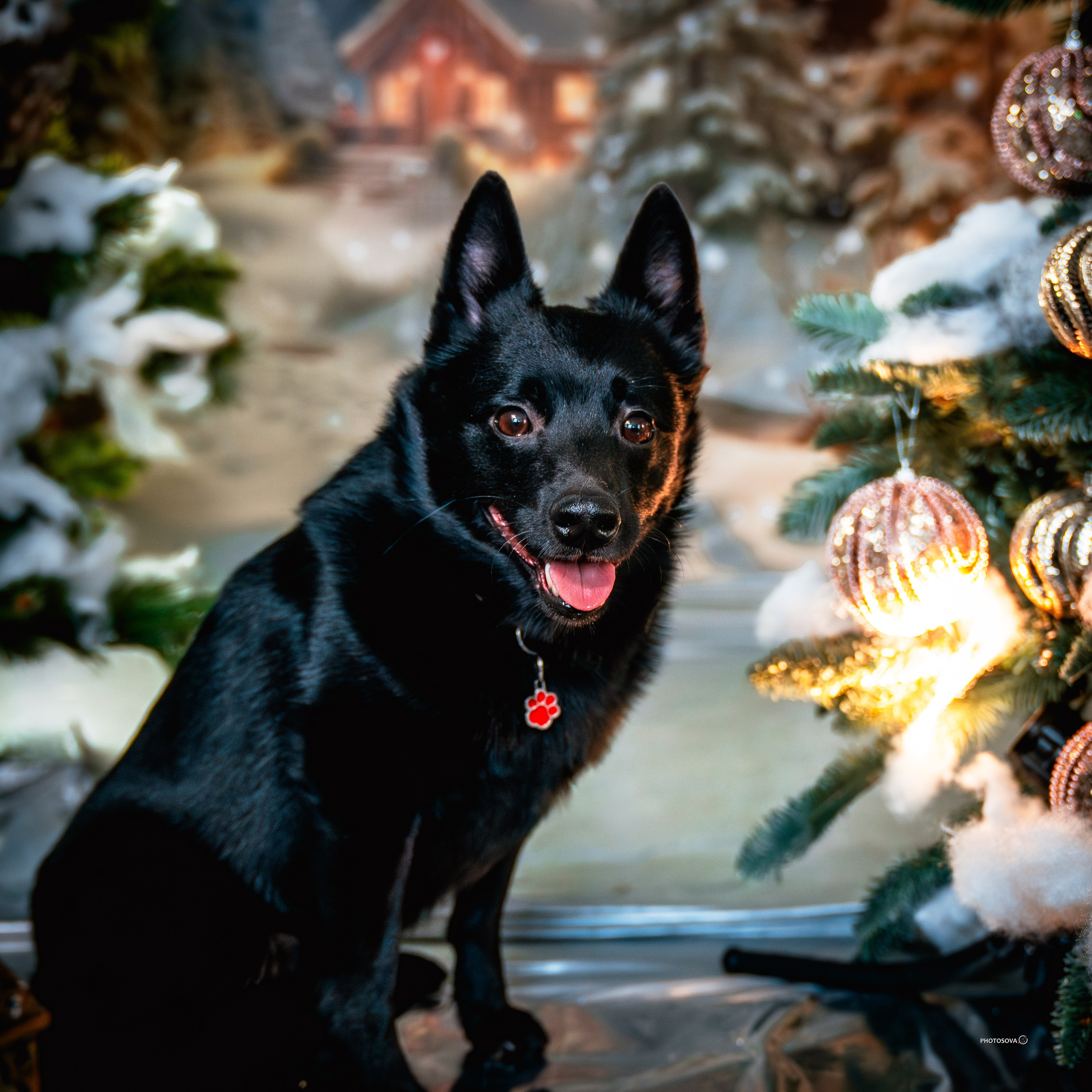 ФОТОПАМЯТЬ ВАШИХ ЭМОЦИЙ. Фотограф-анималист, семейный фотограф в Москве и Подмосковье. Фотосъёмка кинологических дисциплин