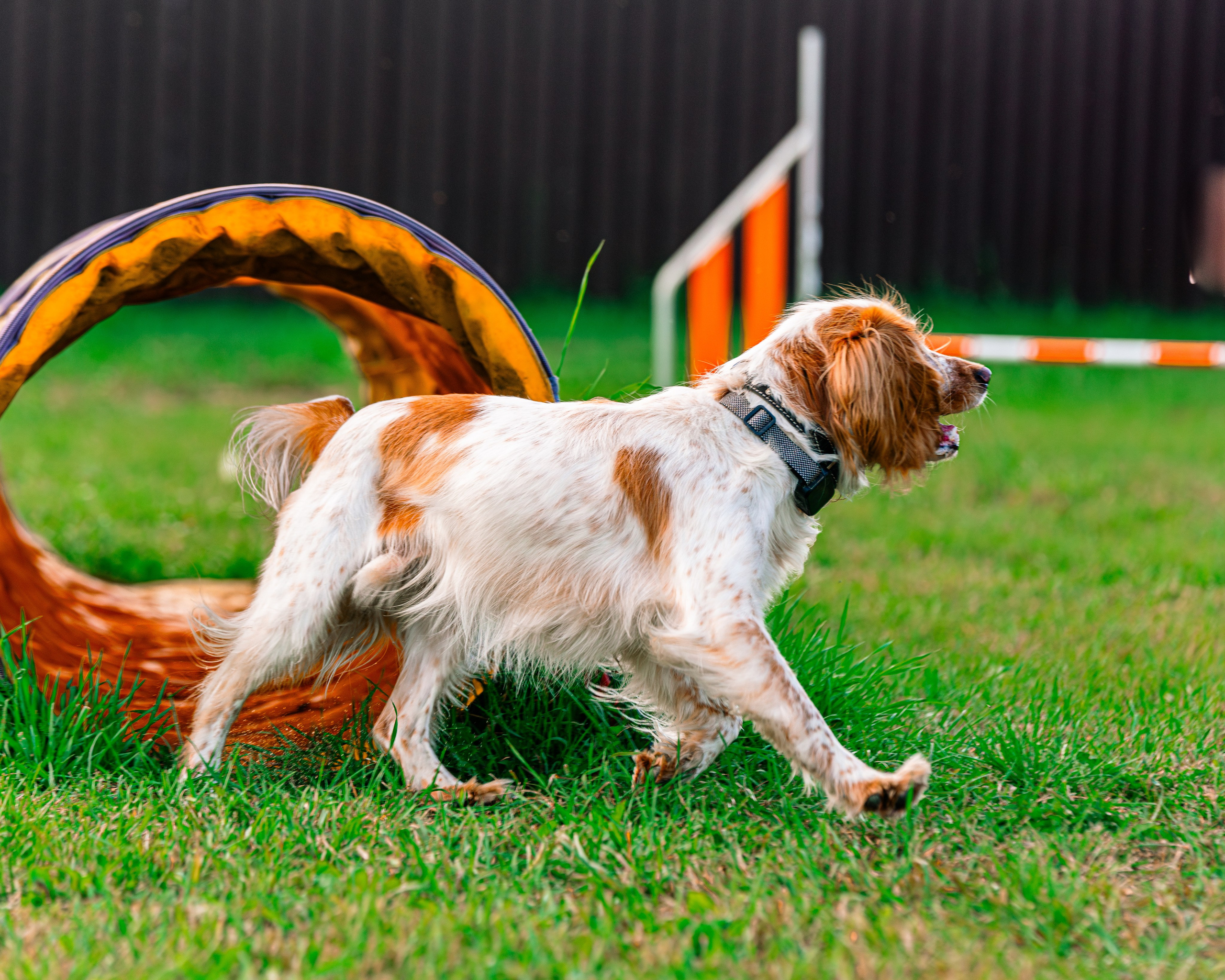 Ваш путь к ПОБЕДЕ (ТРЕНИРОВКИ). Фотограф-анималист, семейный фотограф в Москве и Подмосковье. Фотосъёмка кинологических дисциплин