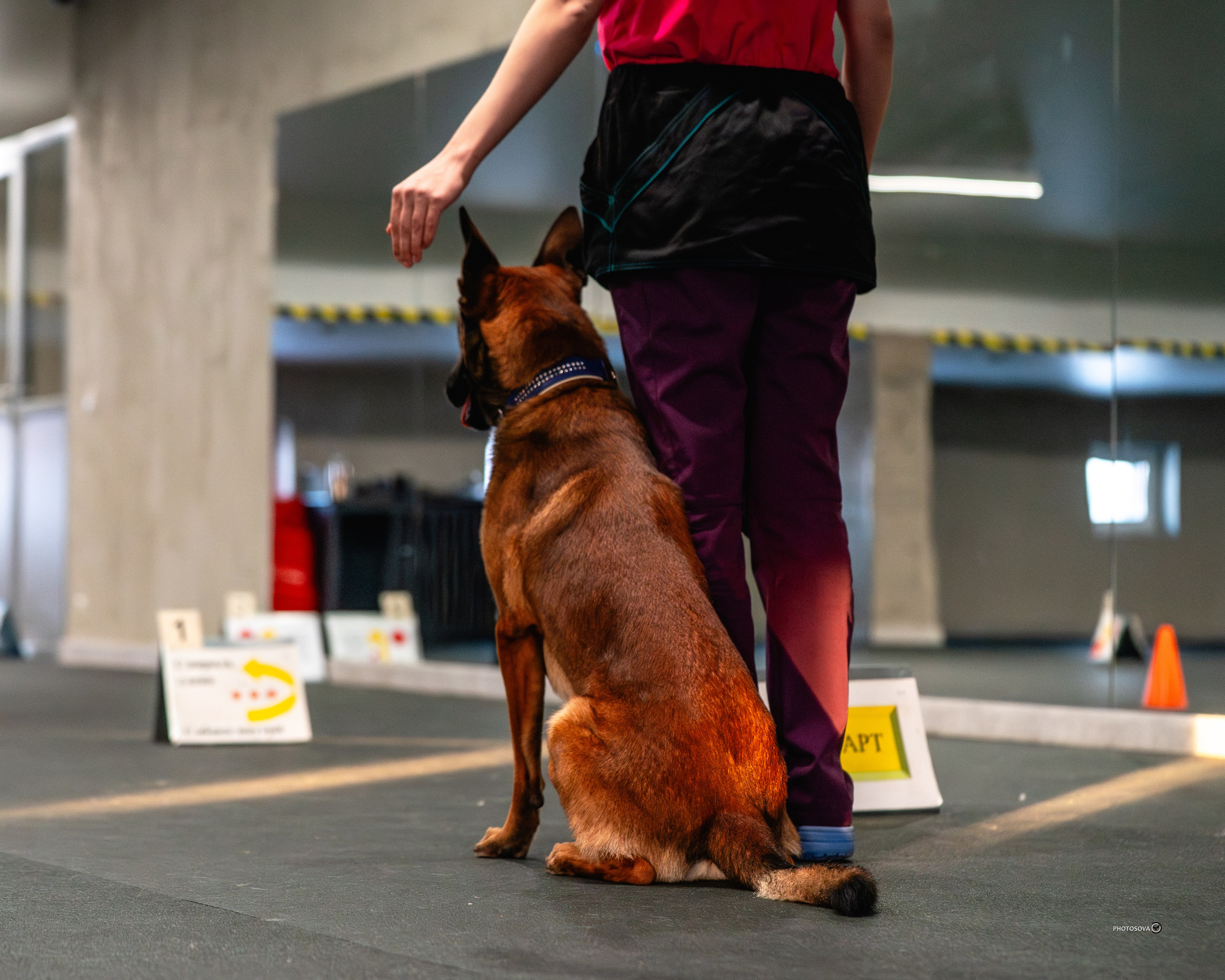 ТЫ И Я (соревнования по ралли-обидиенс). Фотограф-анималист, семейный фотограф в Москве и Подмосковье. Фотосъёмка кинологических дисциплин