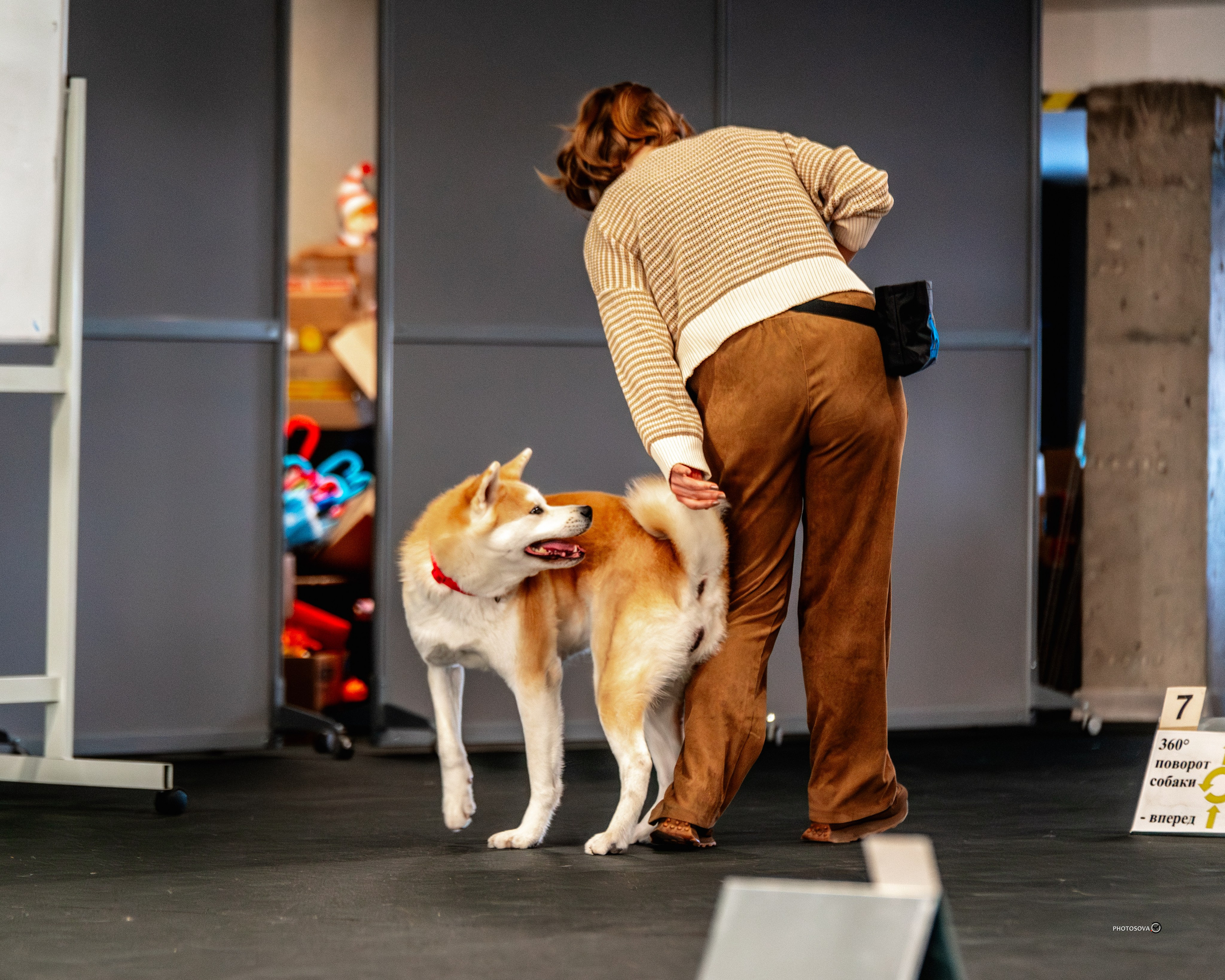 ТЫ И Я (соревнования по ралли-обидиенс). Фотограф-анималист, семейный фотограф в Москве и Подмосковье. Фотосъёмка кинологических дисциплин