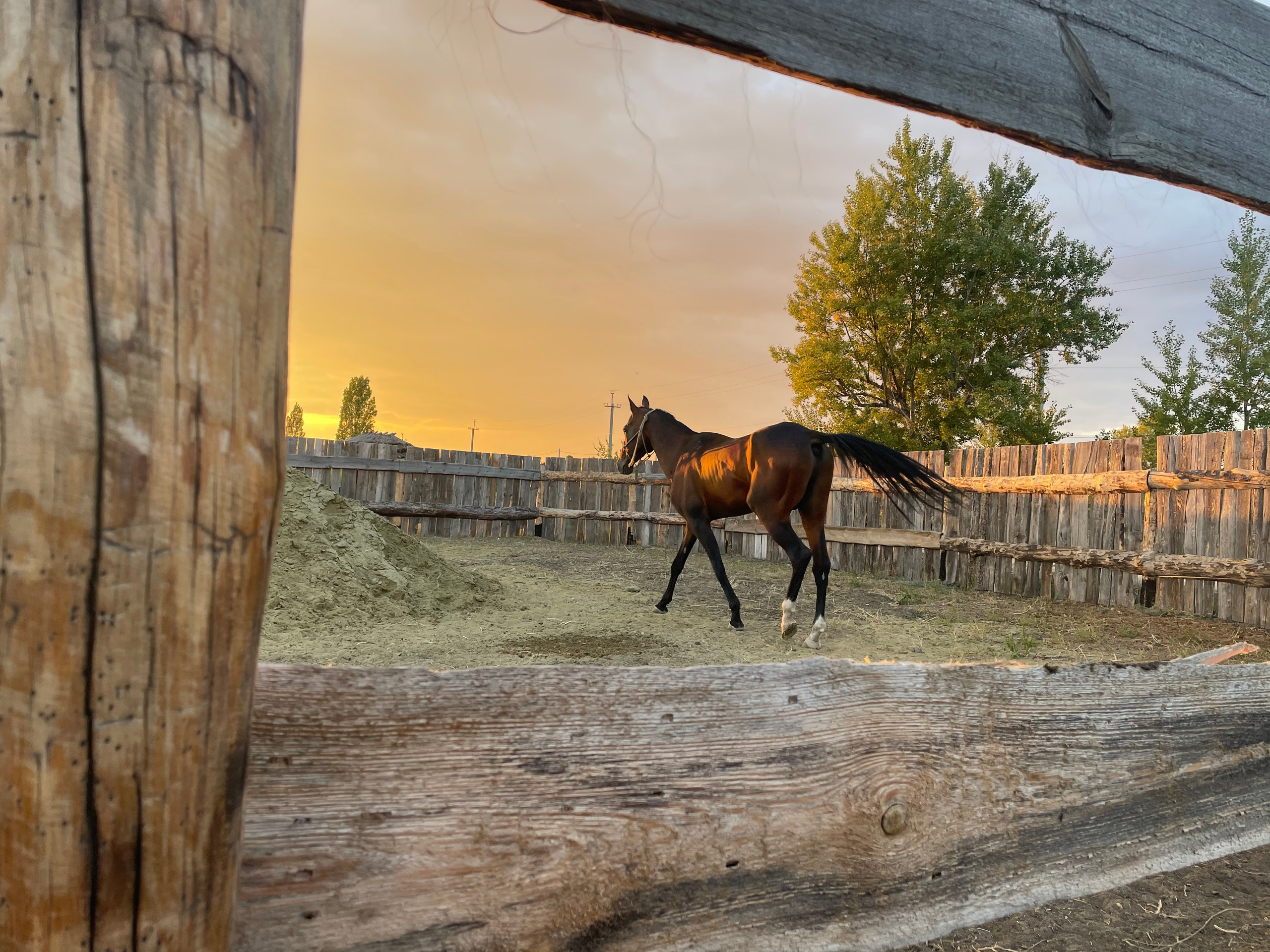 170 004 Конь. ВИЗУАЛЬНЫЕ И ЗВУКОВЫЕ РЕШЕНИЯ ДЛЯ БИЗНЕСА И СЪЁМОК ТЕЛЕТЕЛА