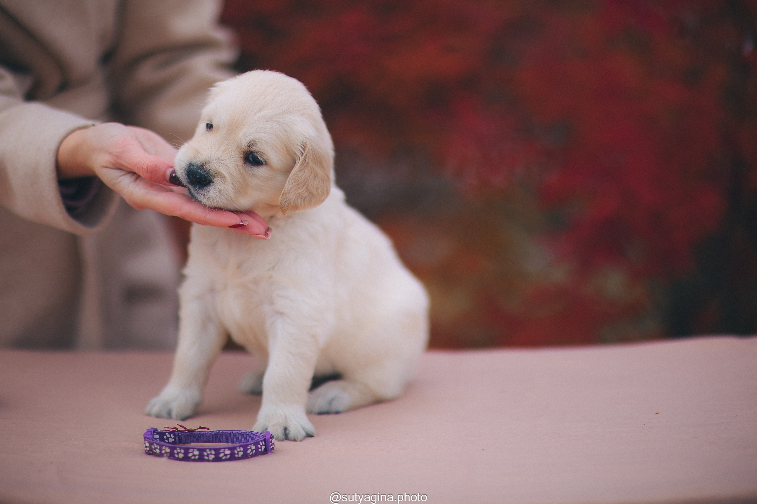 Фиолетовая лента. Свадебный и женский фотограф