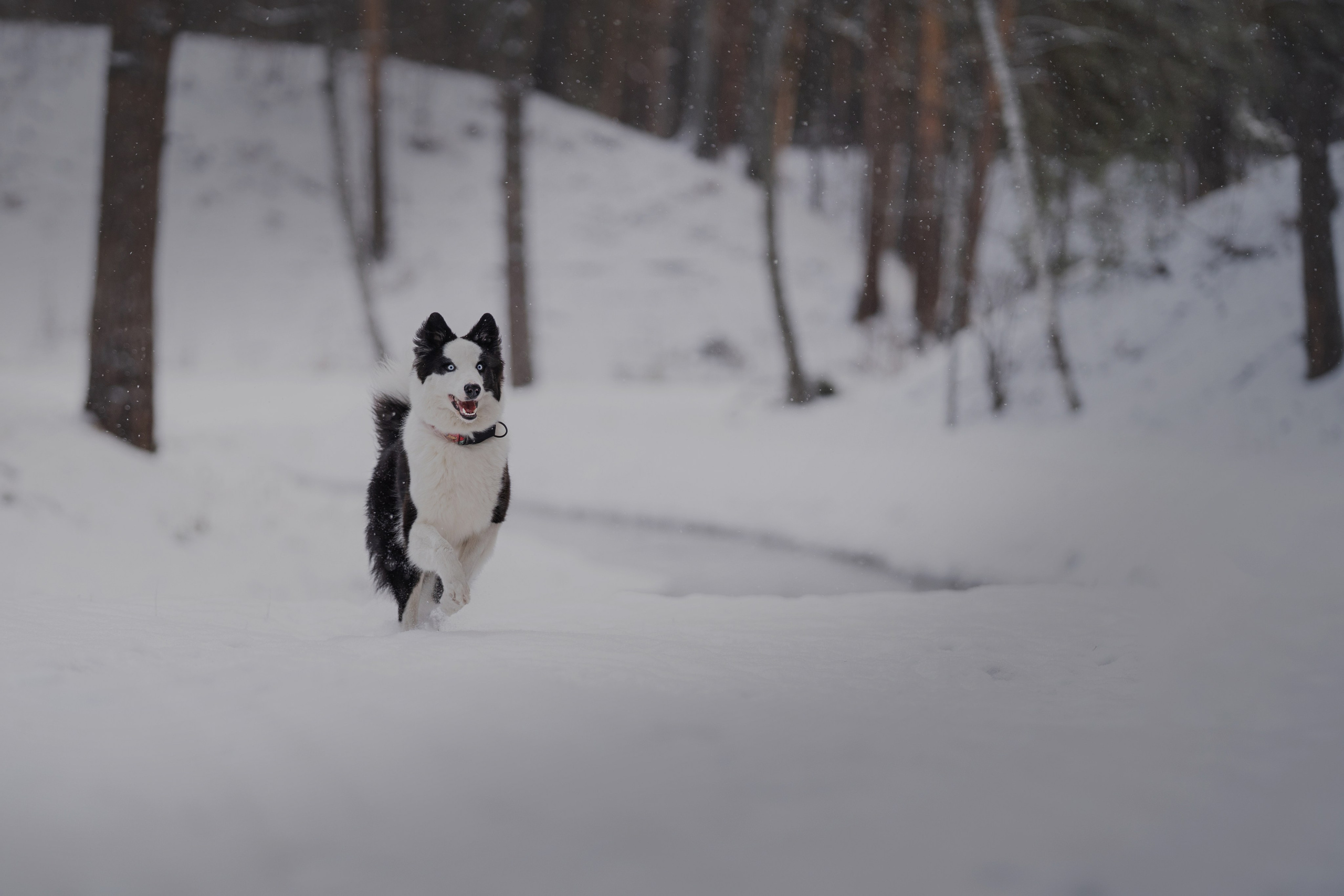 Ликер. Kameramotor74