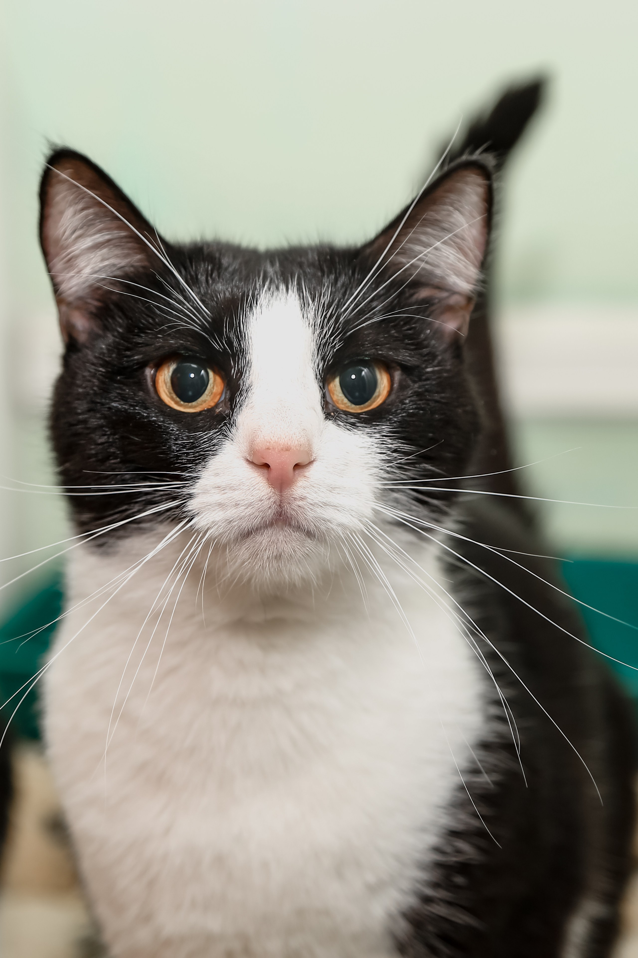 Приют Кошкин Дом Филимоша. Ваш фотограф в Оренбурге Рощупкина Екатерина