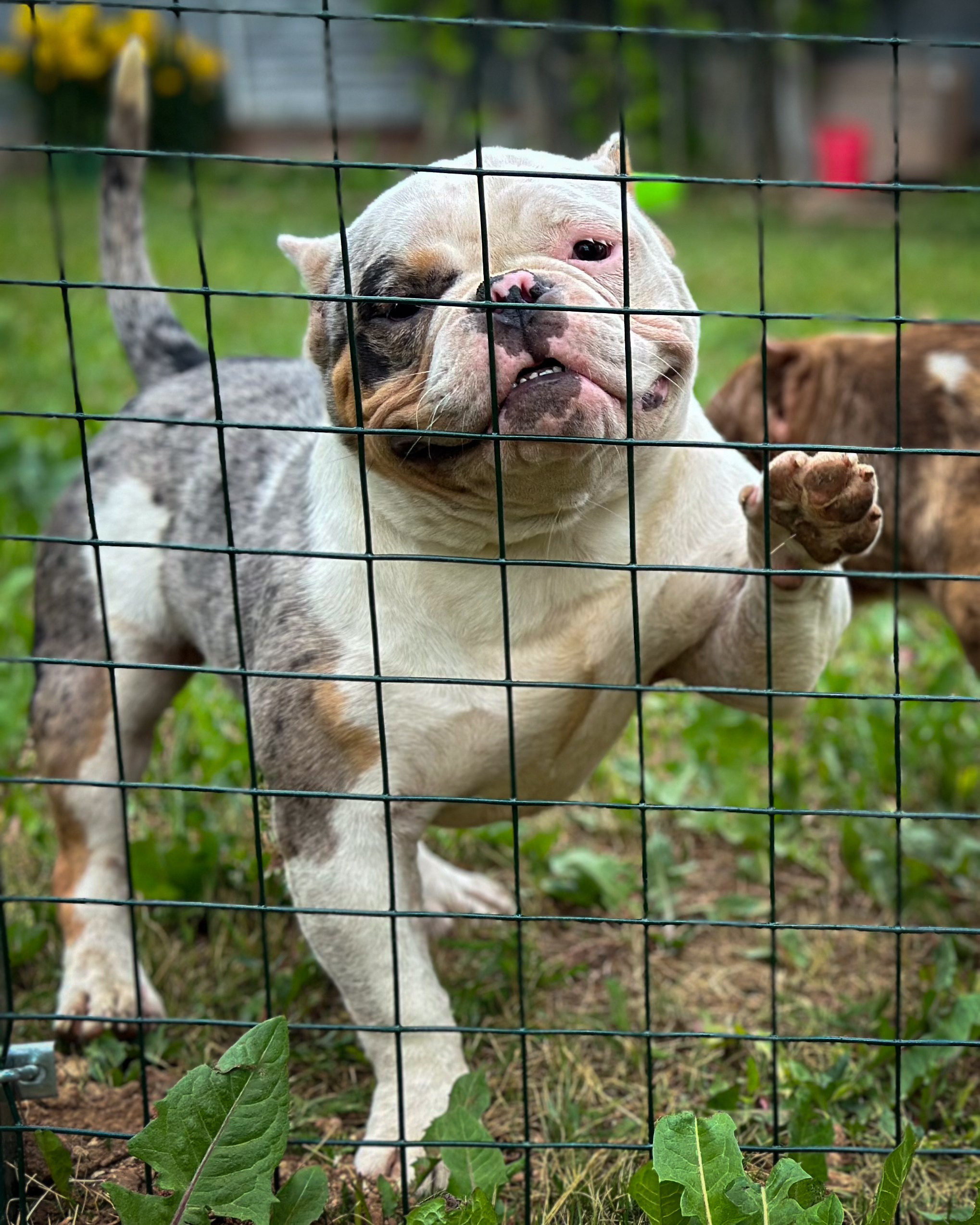 Saint-P Bully's Dynasty. Питомник американских булли Bounty Pride Bully