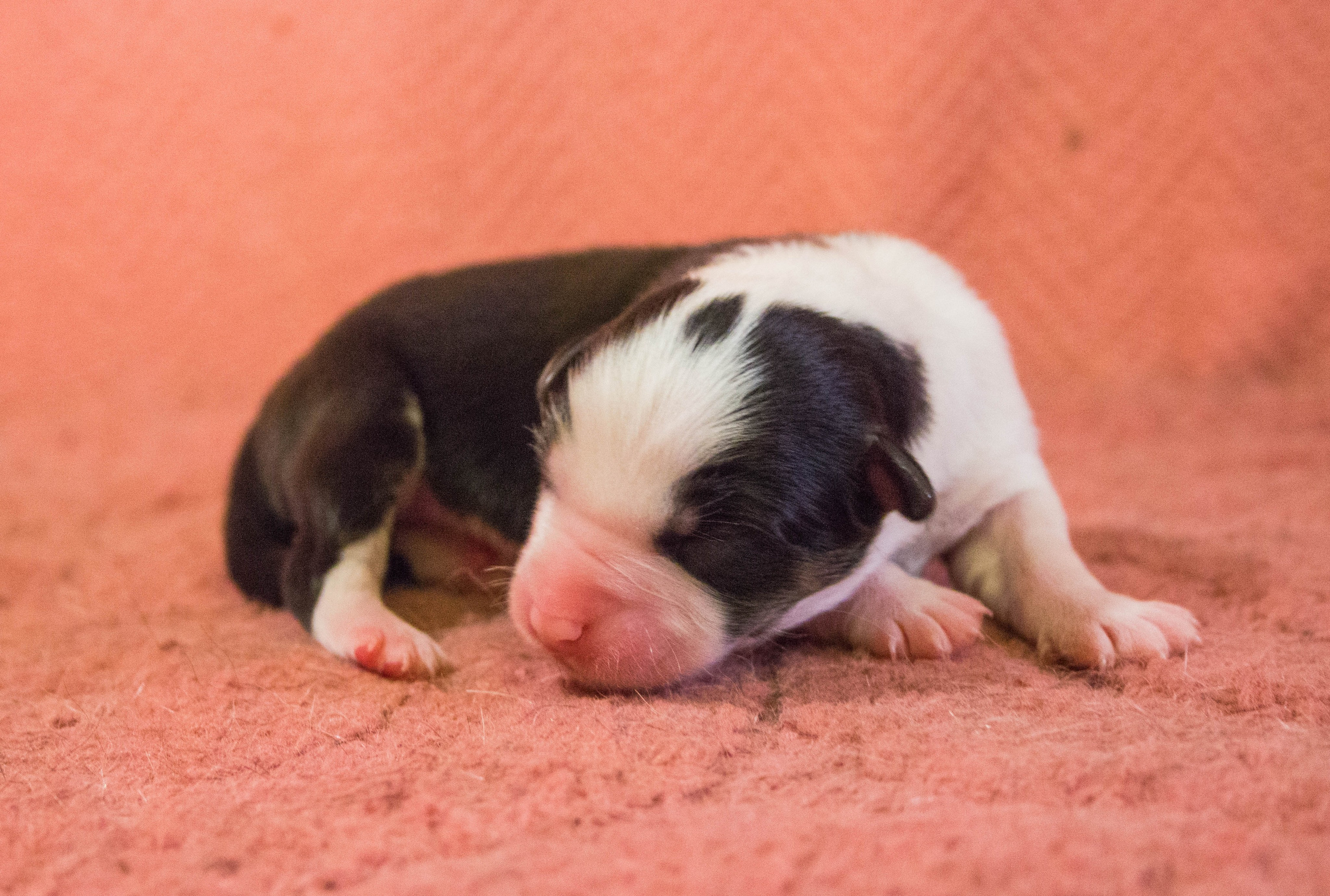 Рави. BLGKV питомник собак