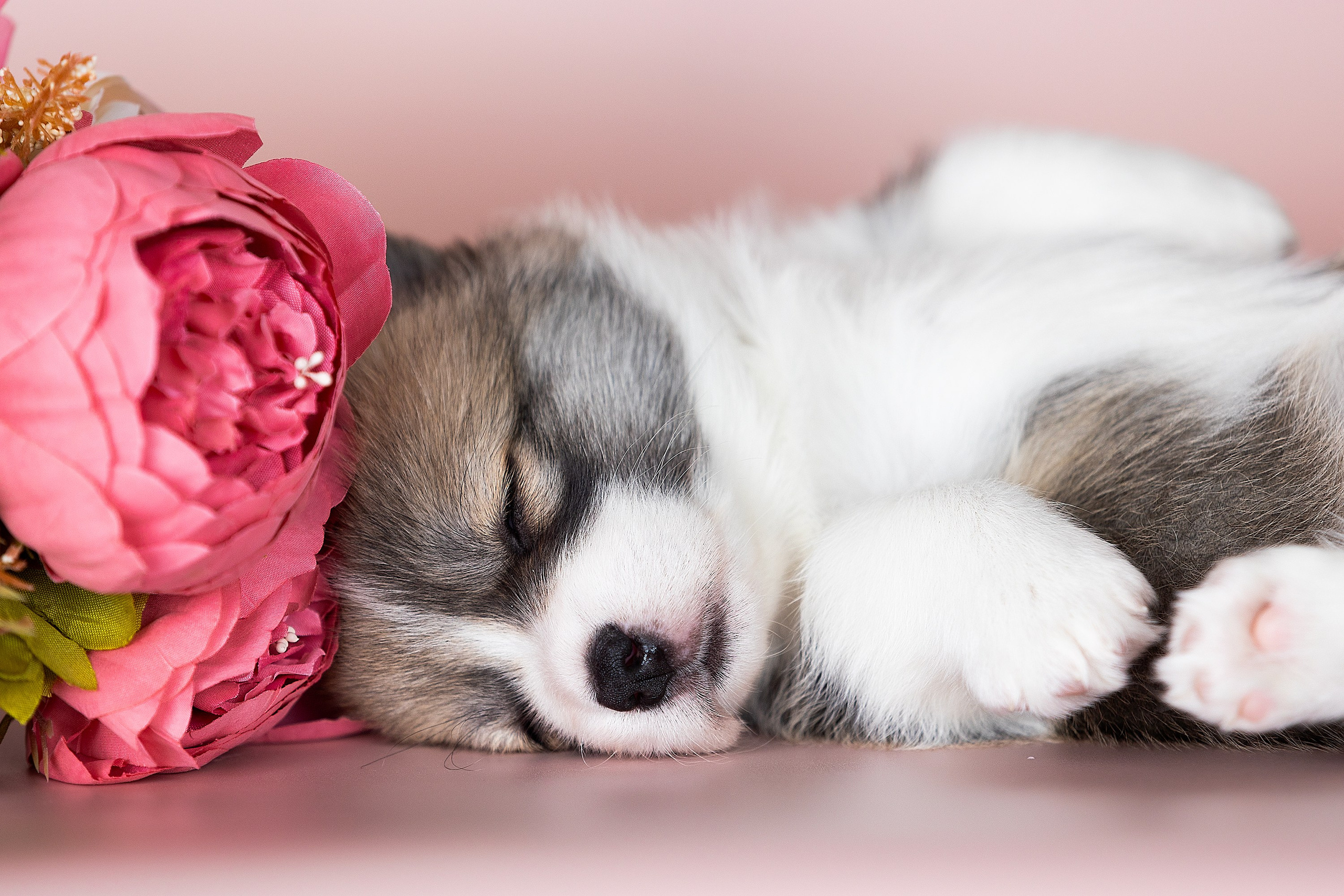 Фотосессии помётов щенков. Фотограф. Фотограф-анималист. Москва