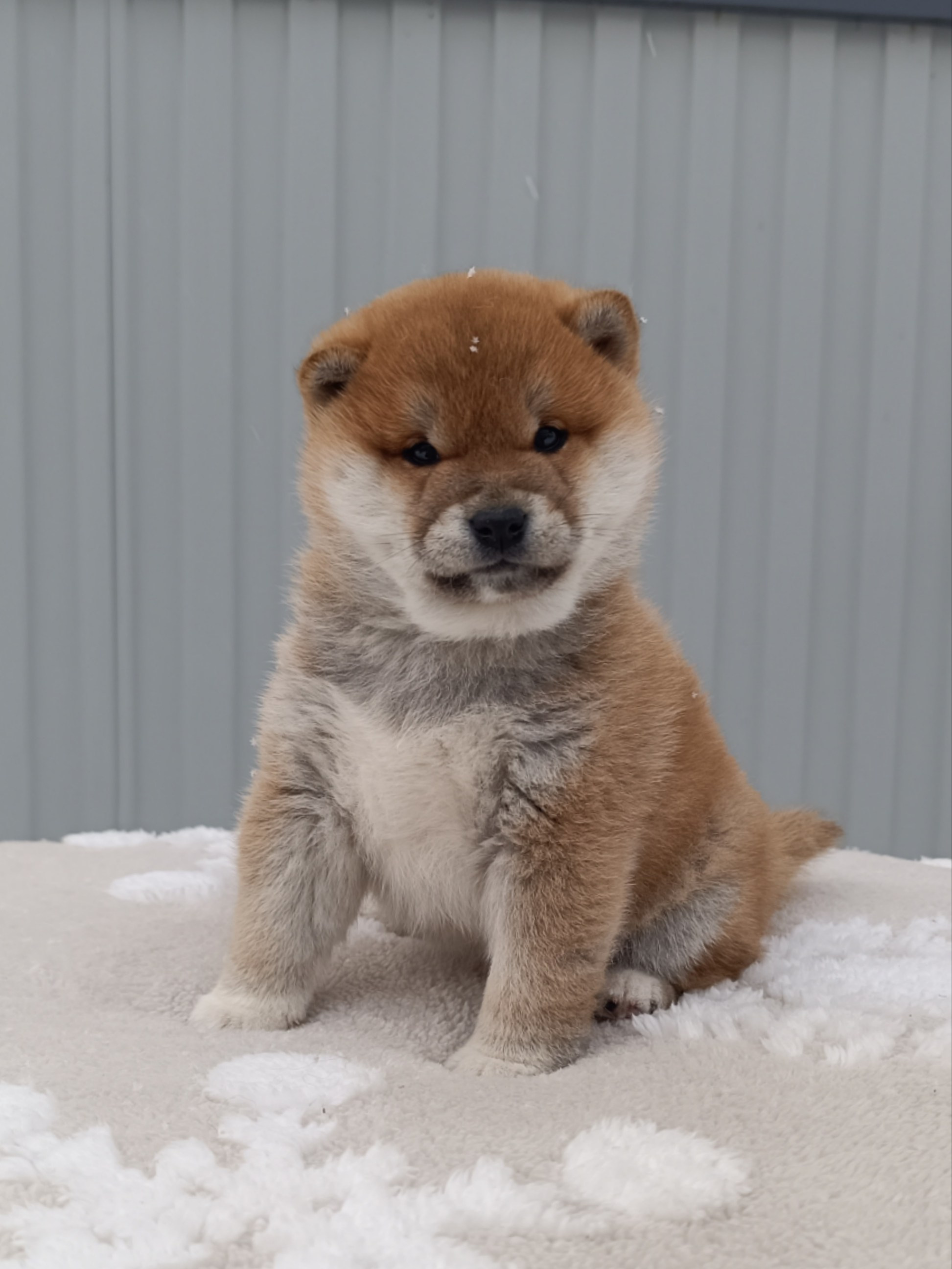 сиба питомник Рубилайт щенки на продажу rubylight  сиба щенки купить СПб Санкт-Петербург 