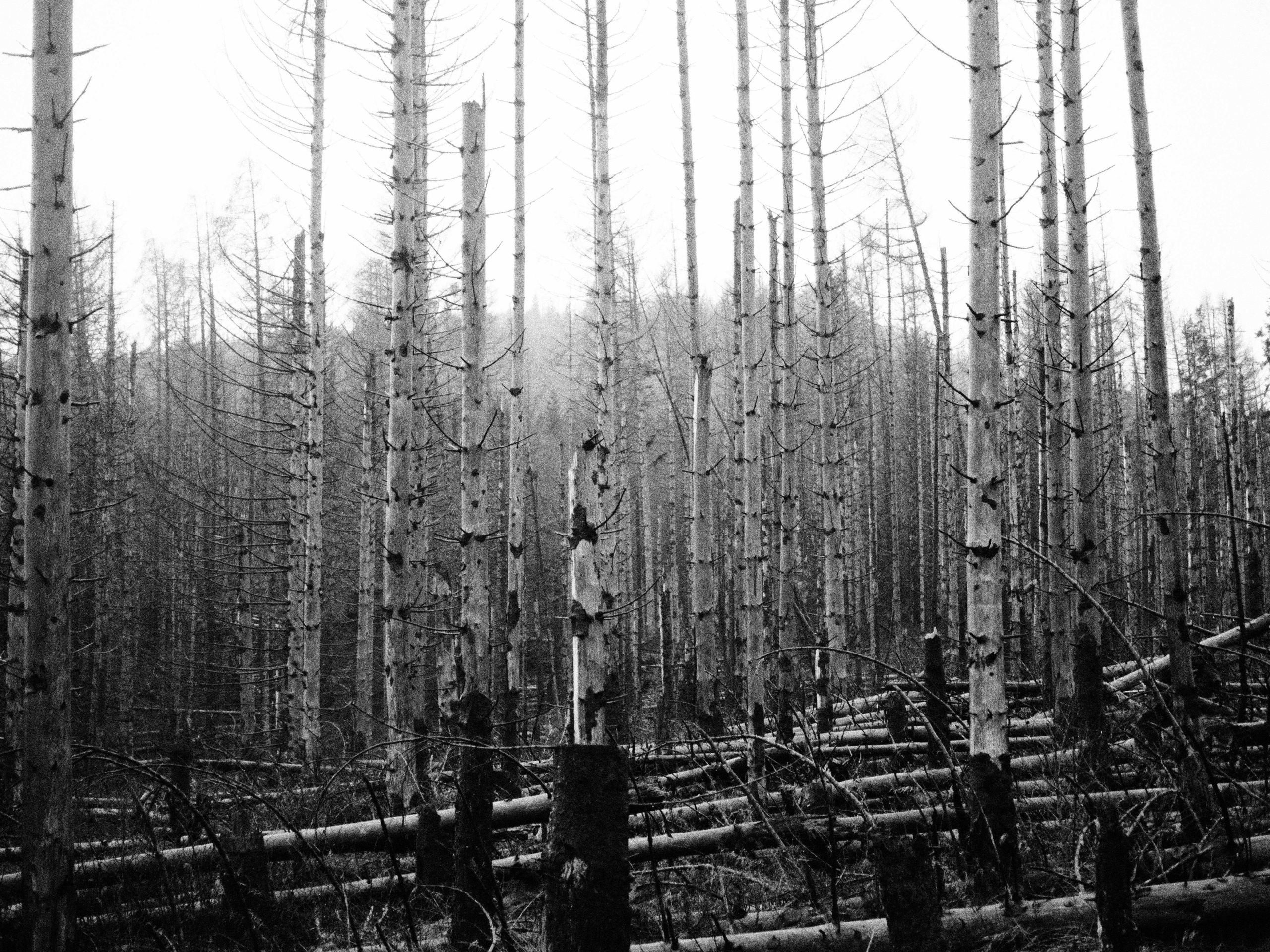 Таинственный лес. Репортажный фотограф в Берлине Александра Герман