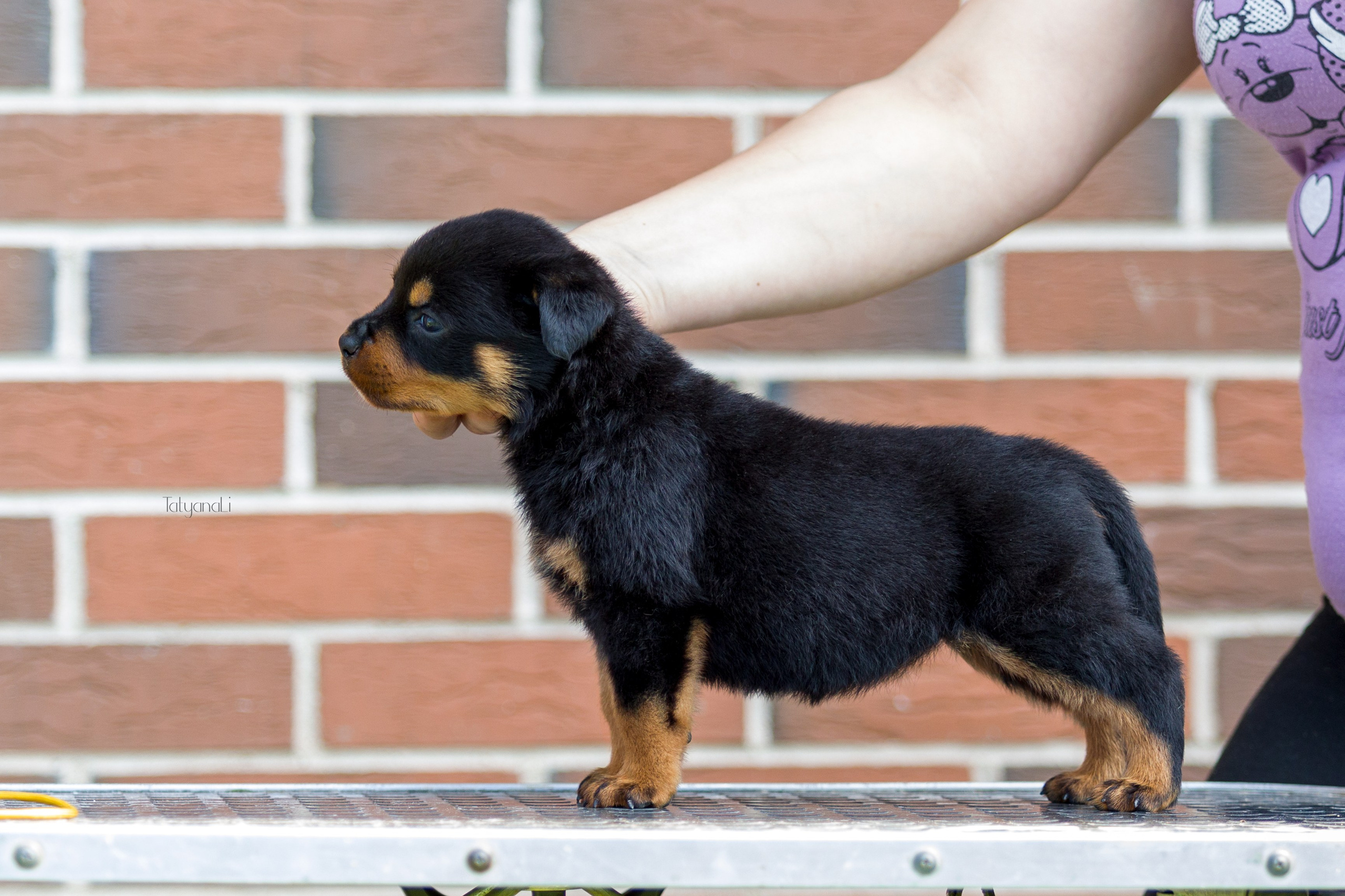 Ротвейлер. Фотограф — анималист Татьяна Ли