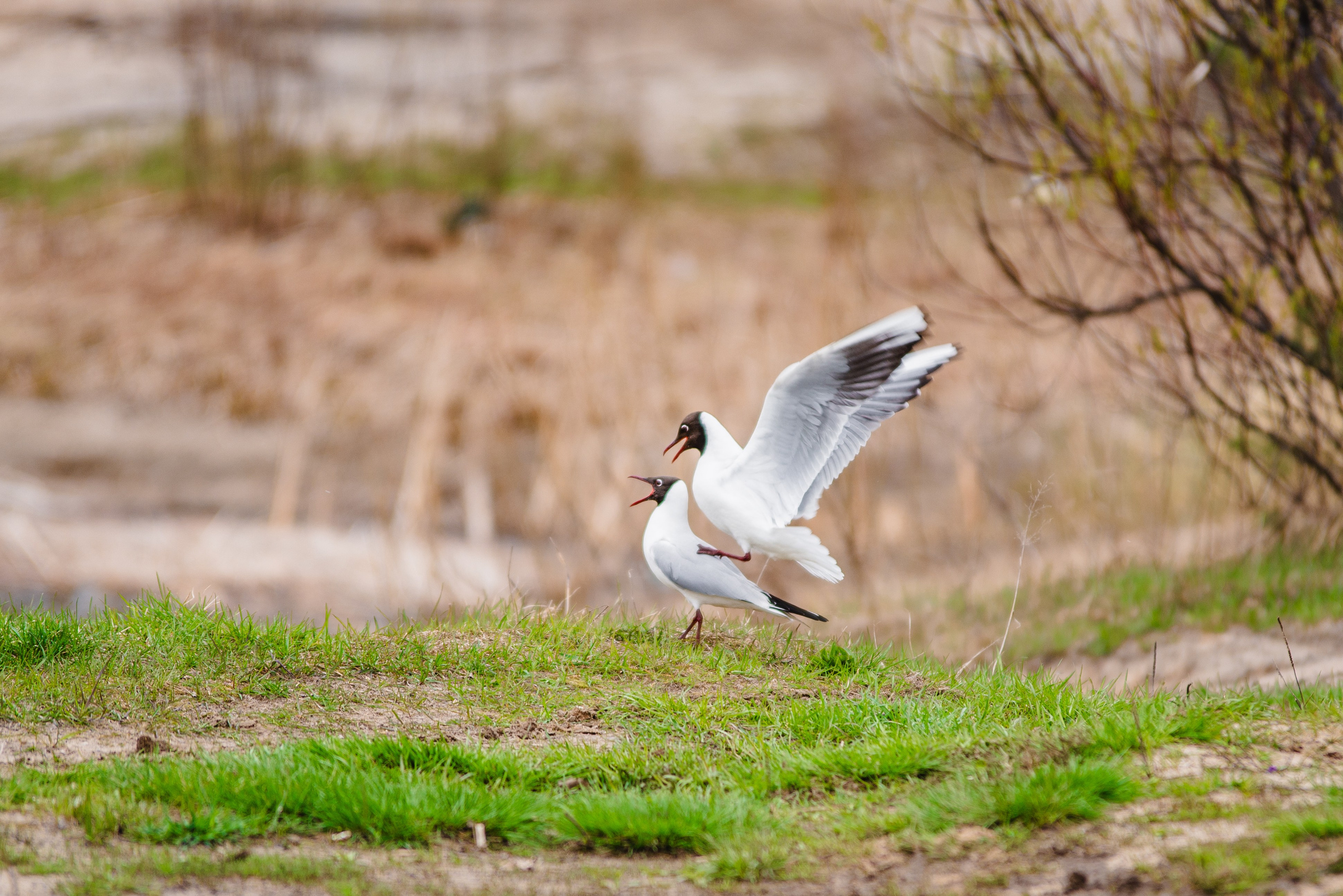 Весна. Фотограф в Ветлуге Сергей Белов (VETLUGA B.S.)