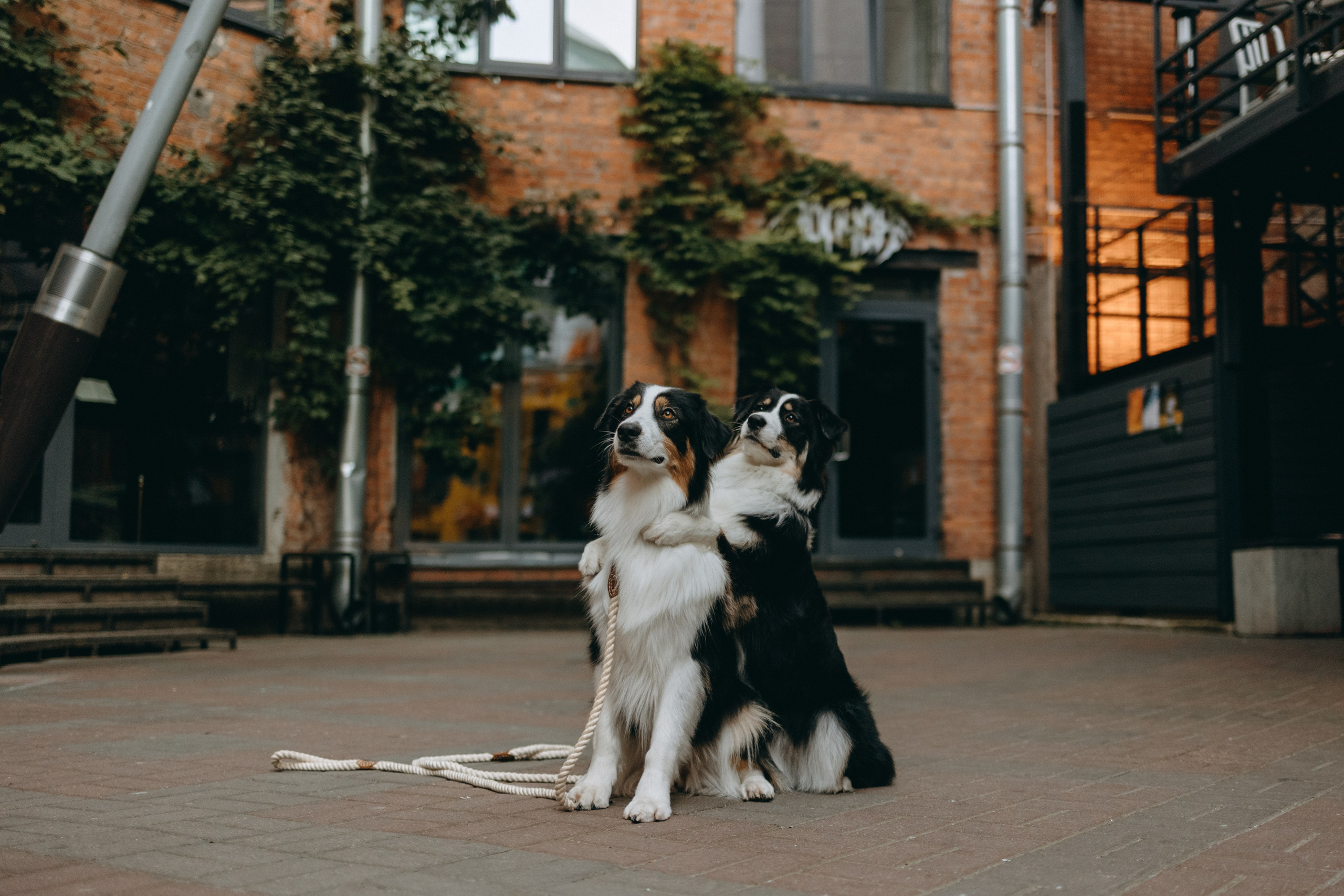 Катя и ее девочки. Фотограф — Анималист | Санкт-Петербург