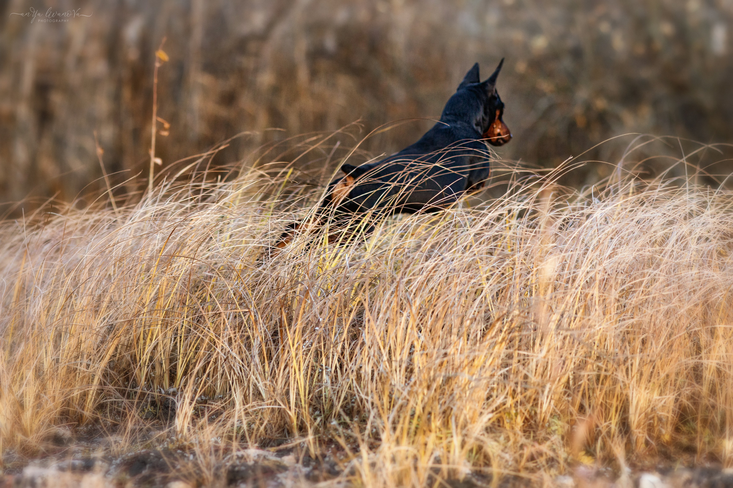 Лёня. Фотограф анималист Аня Ливанова | Рыбинск