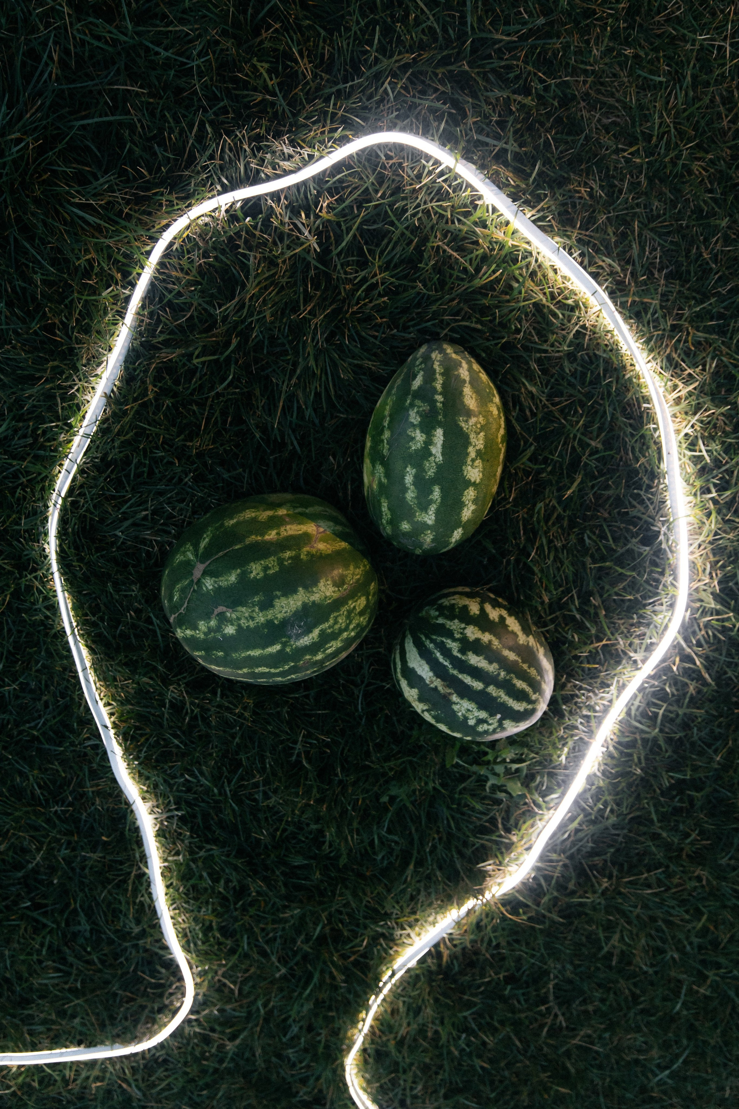 Дыня или арбуз?. Свадебный фотограф Алина Хабарова