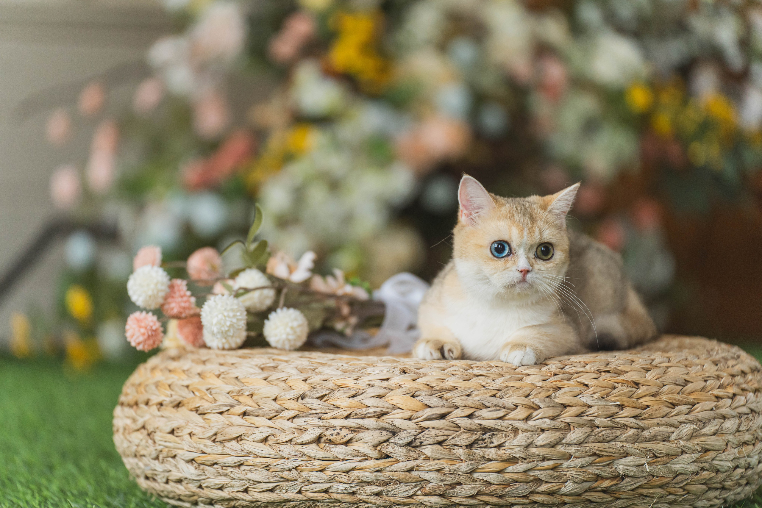 Питомник Шотландских кошек. Фотограф в Москве Ленарская Дарья