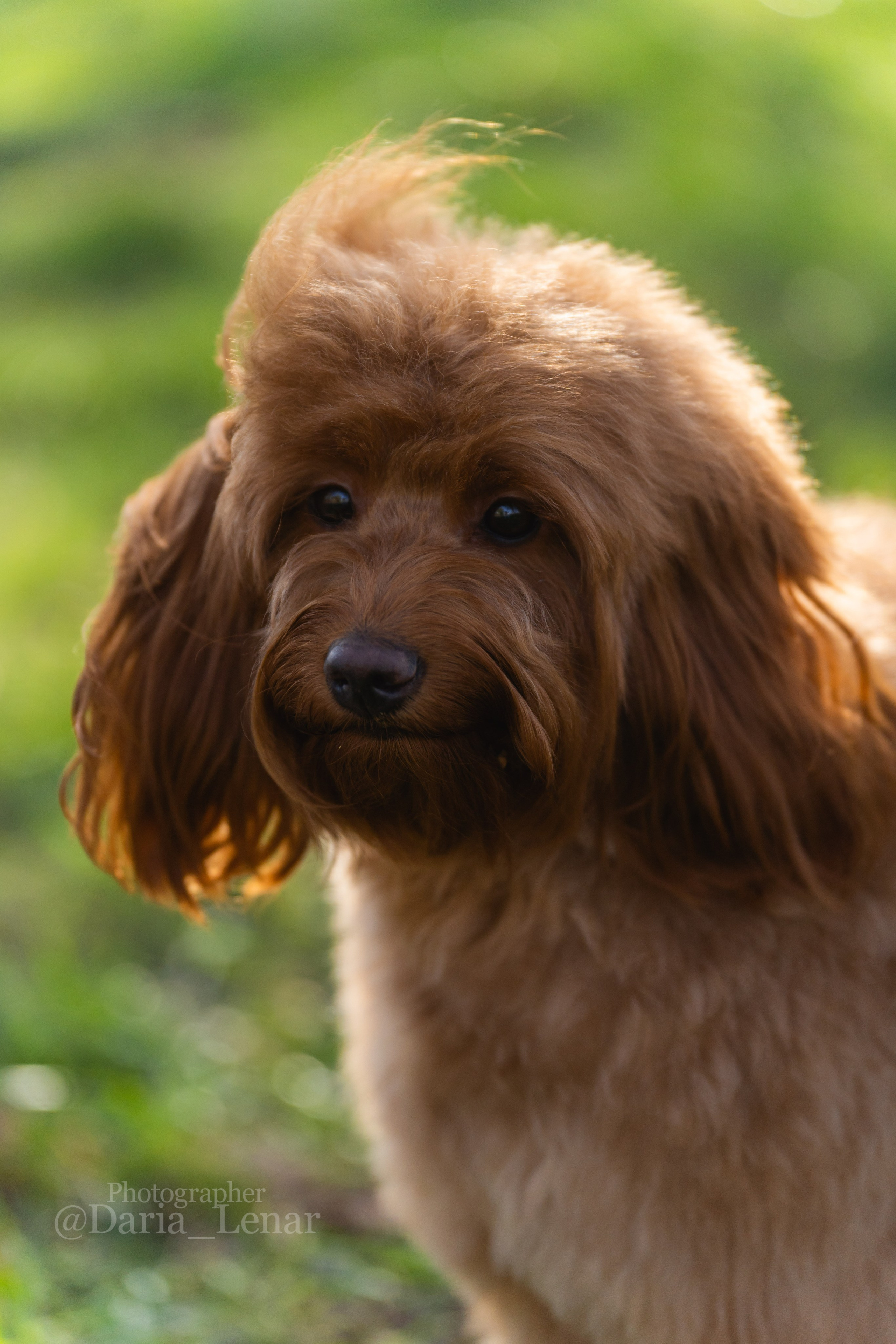 Выставки собак. Фотограф в Москве Ленарская Дарья