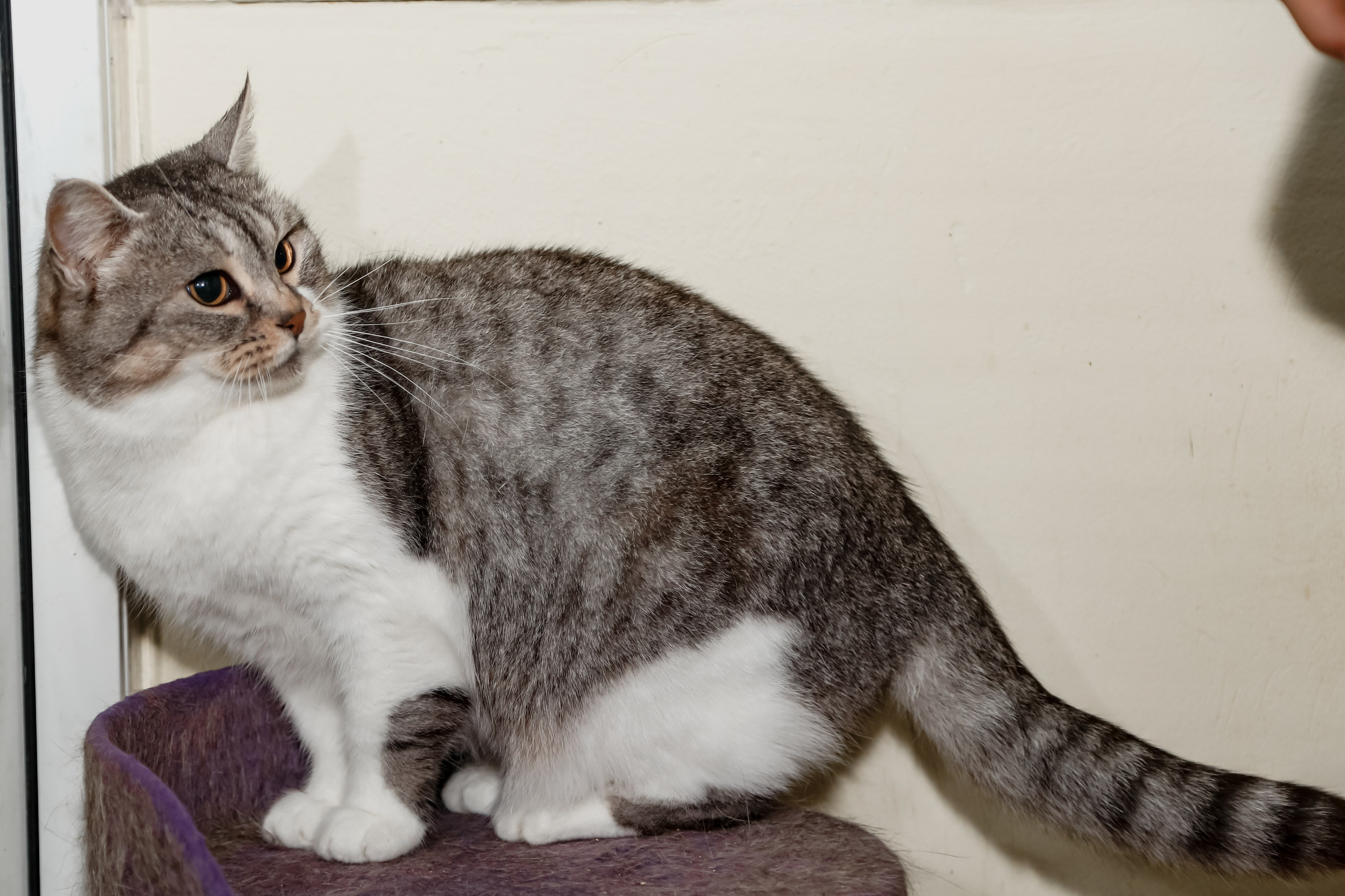 Приют Кошкин Дом Филимоша. Ваш фотограф в Оренбурге Рощупкина Екатерина