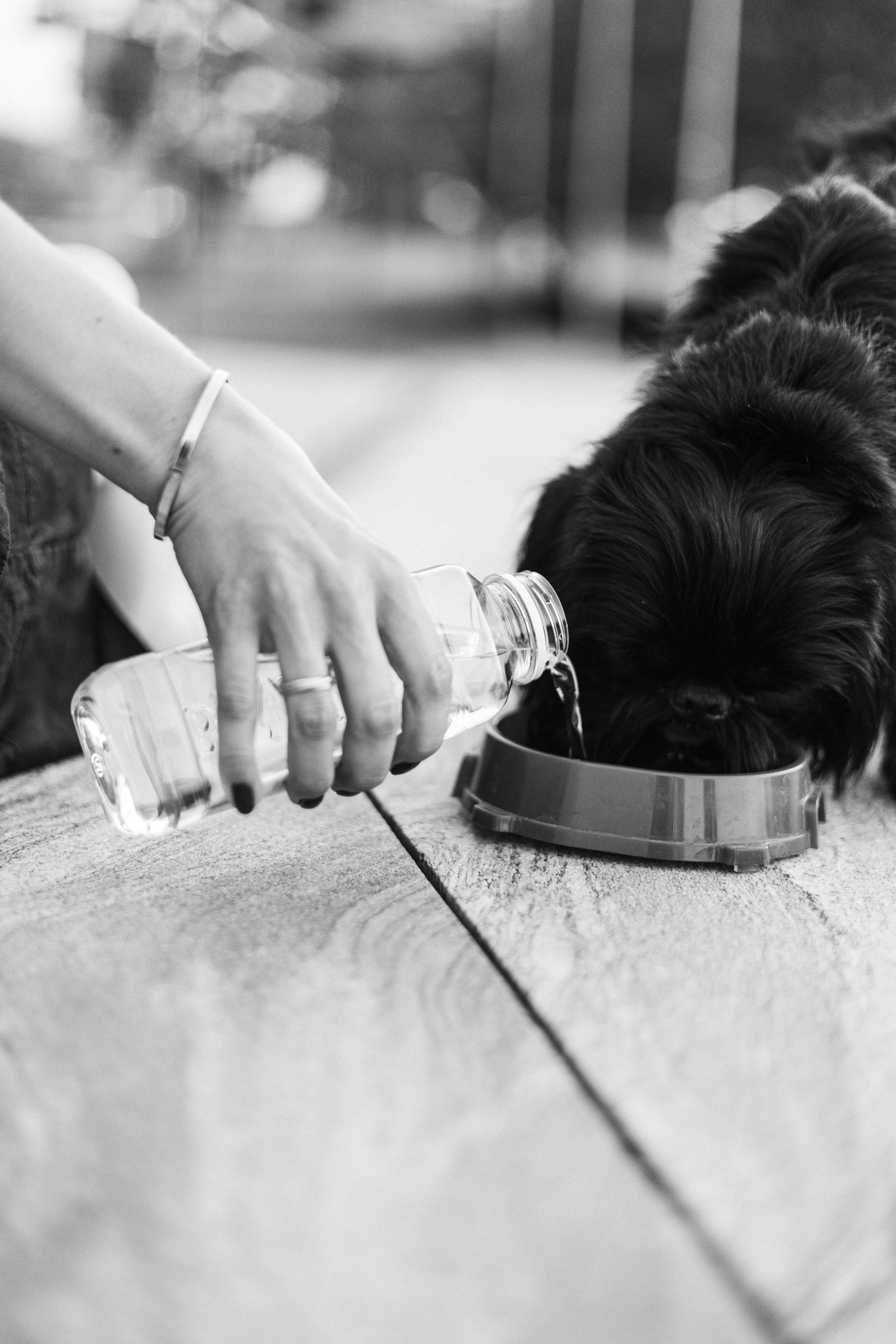 Ася и Кузя. Фотограф анималист Осипчикова Мария