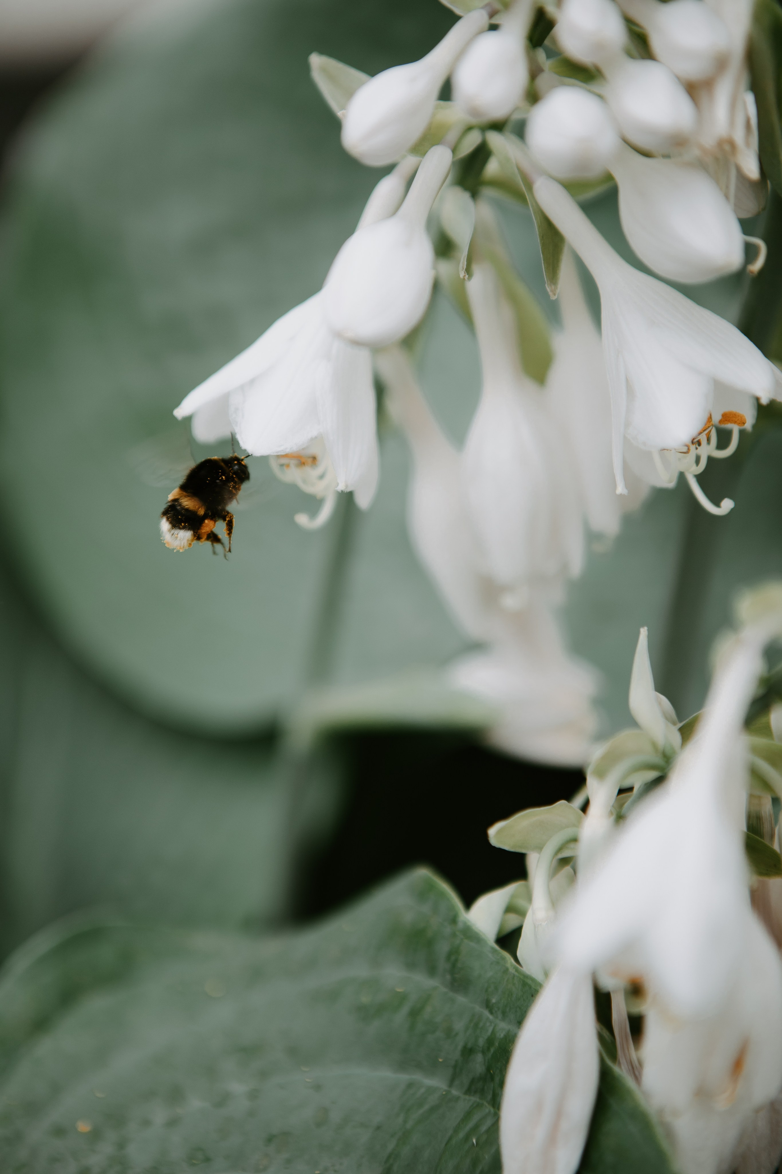 Свадьба Даниила и Светланы. Фотограф Кольчугино/Владимир/Москва Елизавета Иода