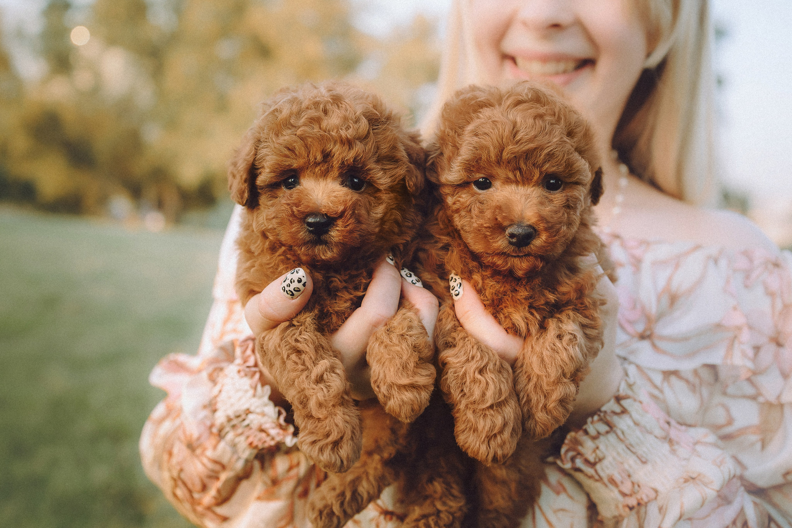 Гречка, Кари и щенки