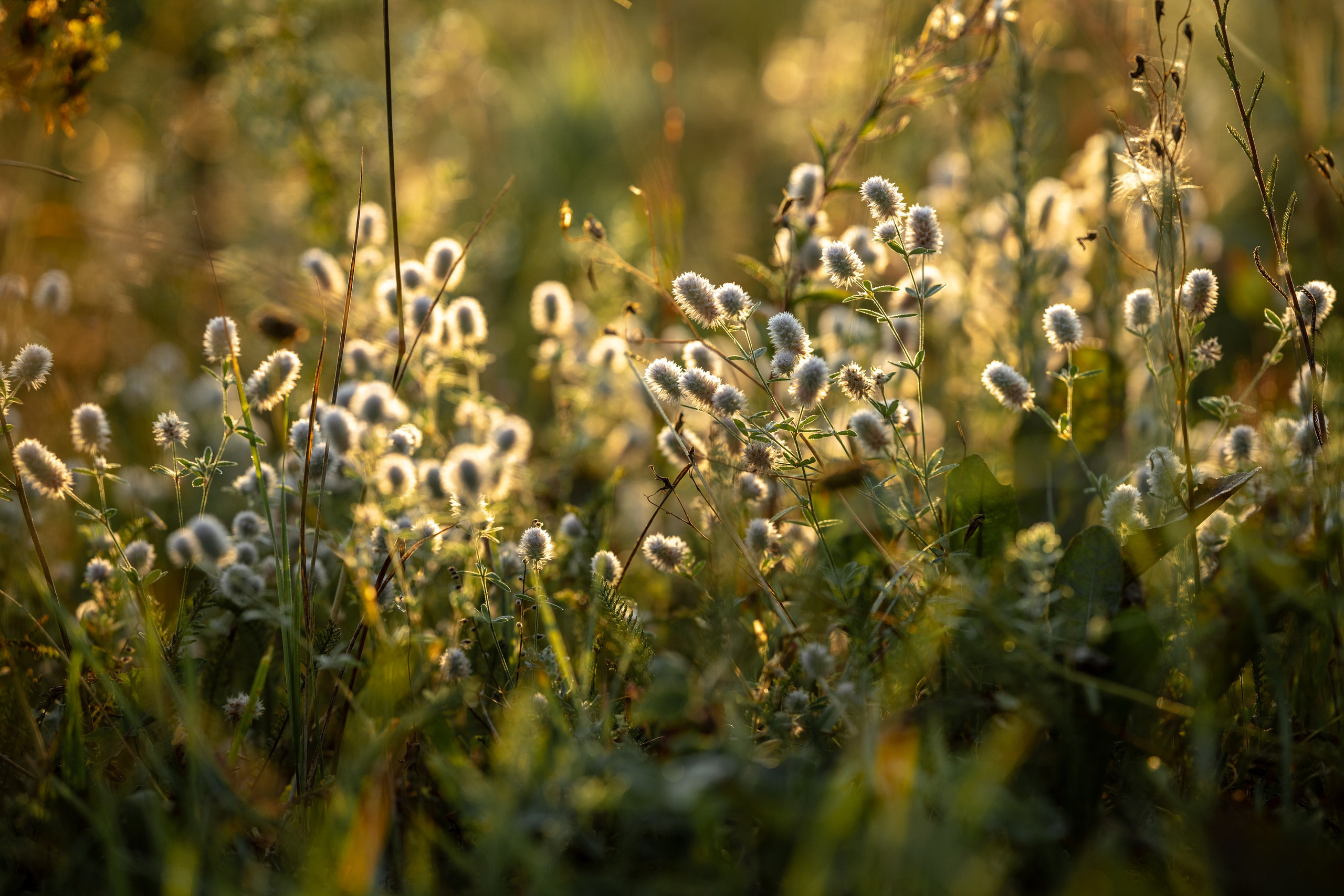 Природные пейзажи. Наталия Клевинскас портретный фотограф в Костроме