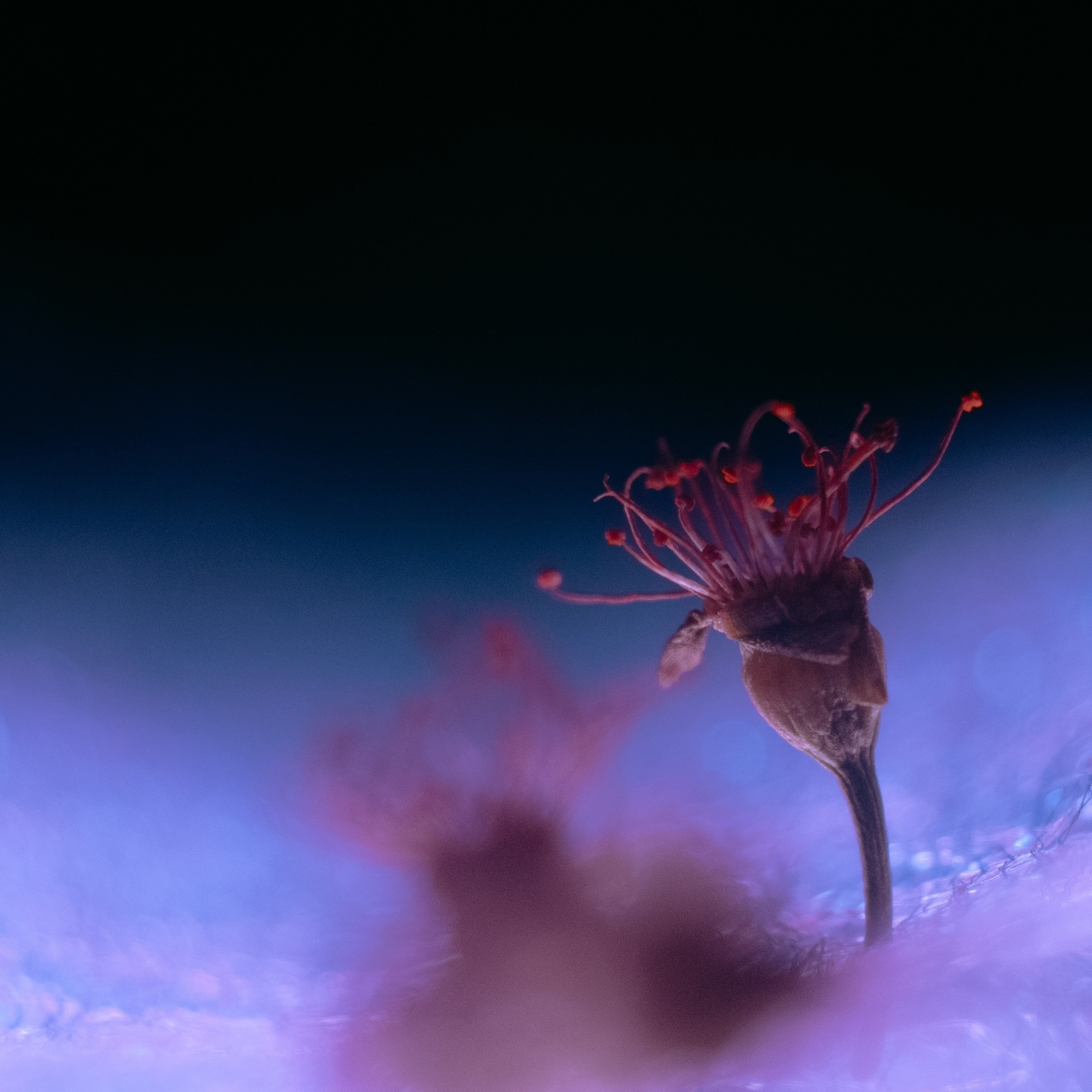 Zoya Smirnova|Visual Artist & Director. Zoya Smirnova | Visual Artist & Director