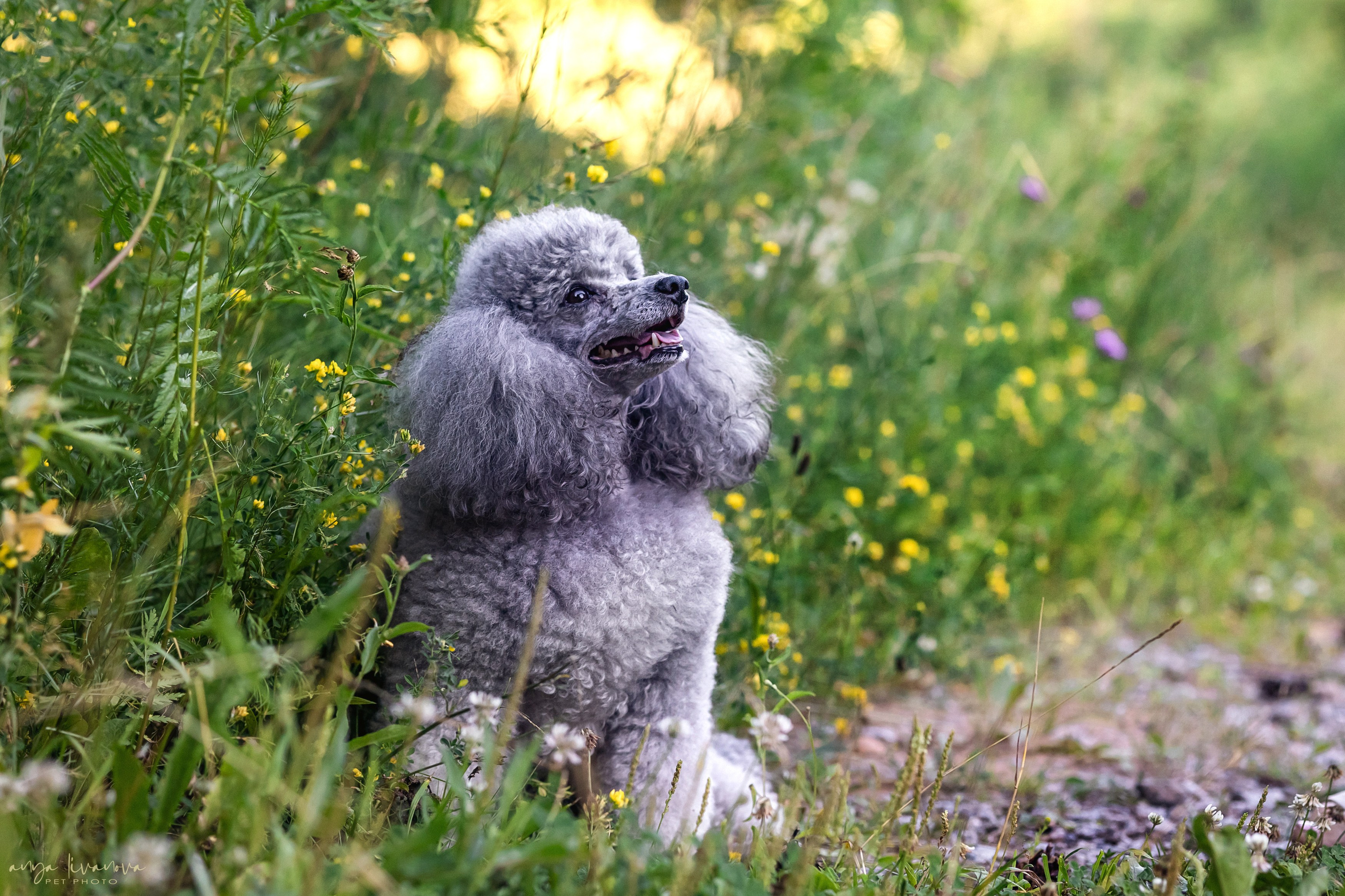 Дёмино. Фотограф анималист Аня Ливанова | Рыбинск