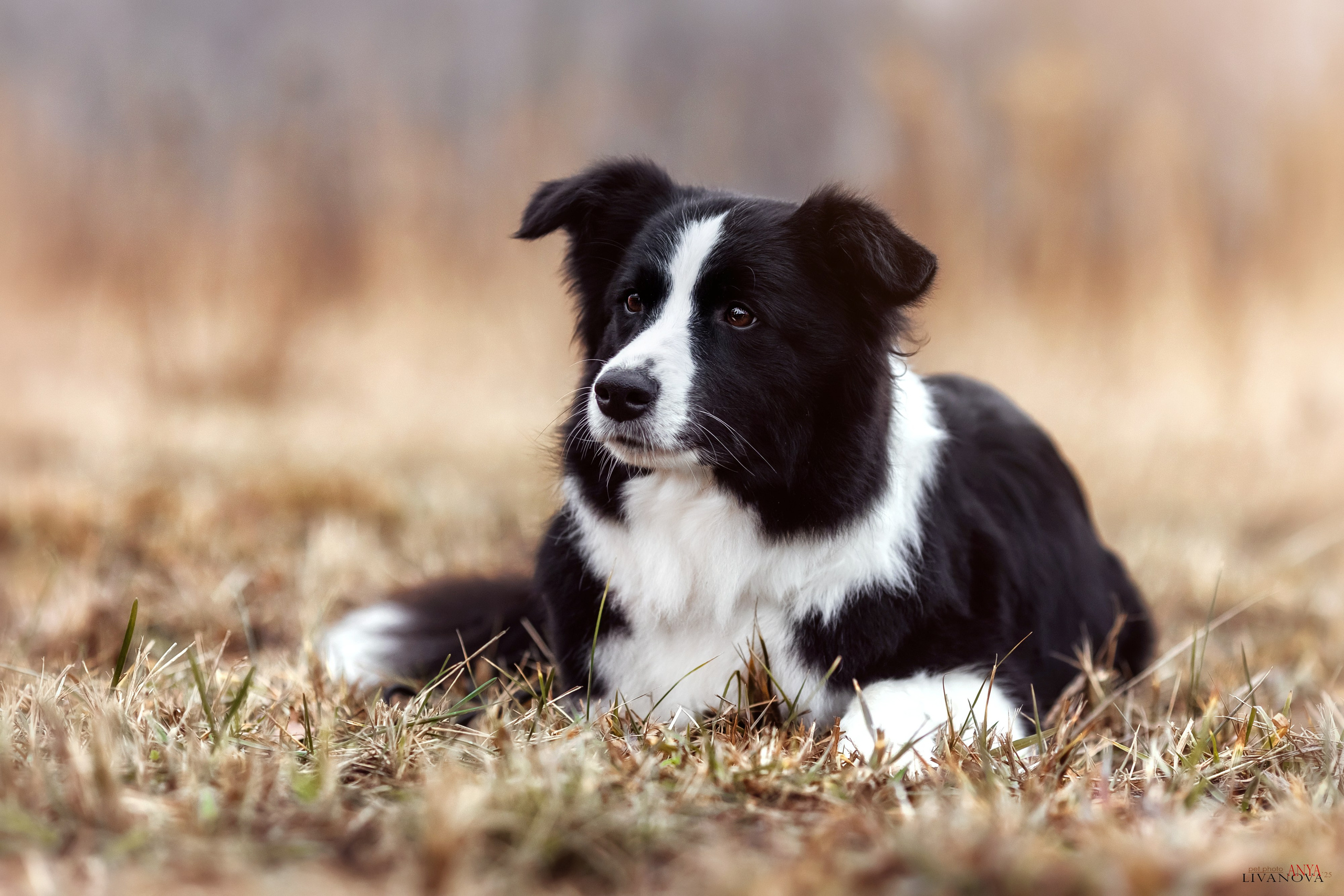 Майли. Фотограф анималист Аня Ливанова | Рыбинск