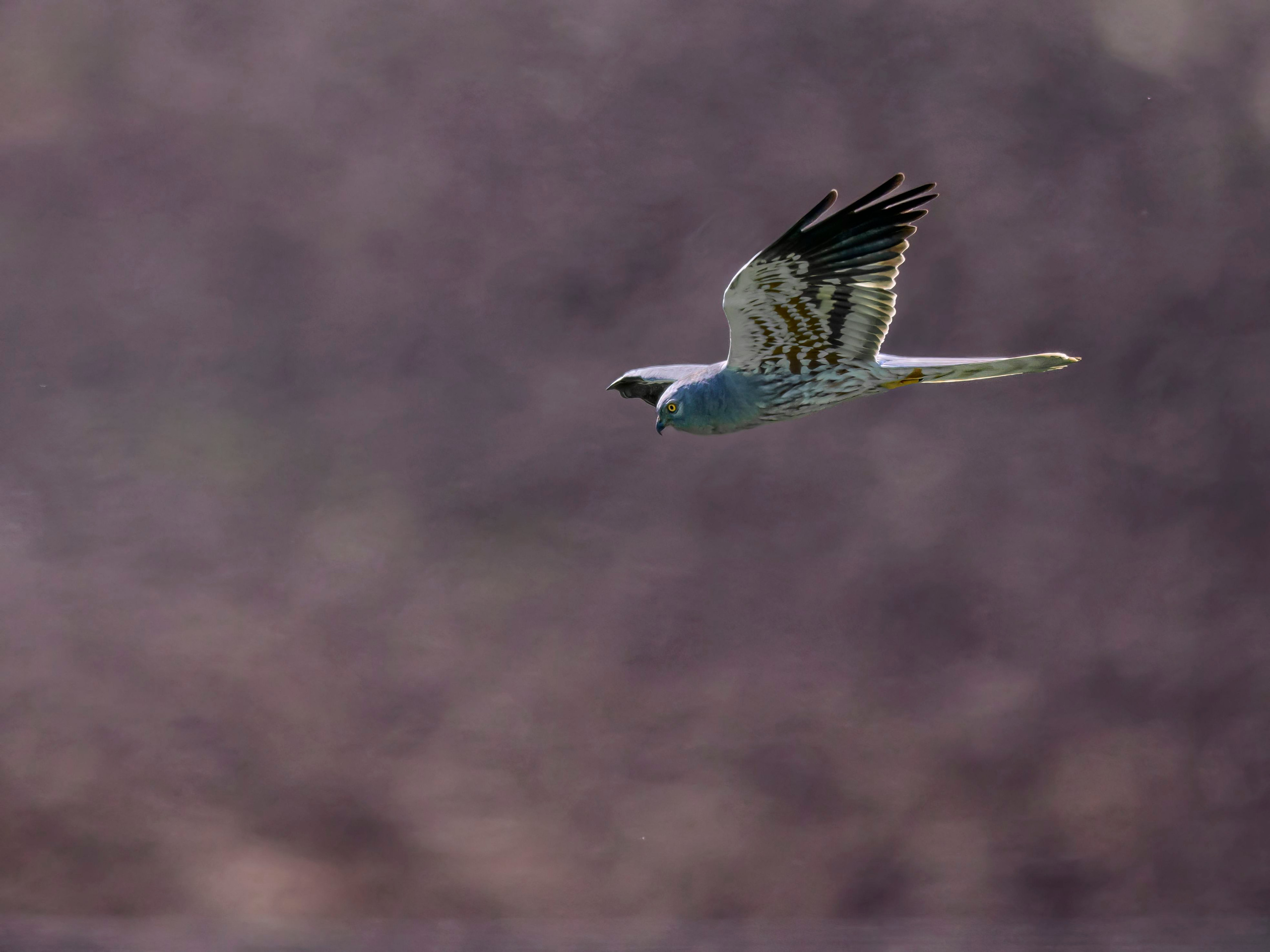 Норка и водоплавь. Фотограф Сергей Пупонин