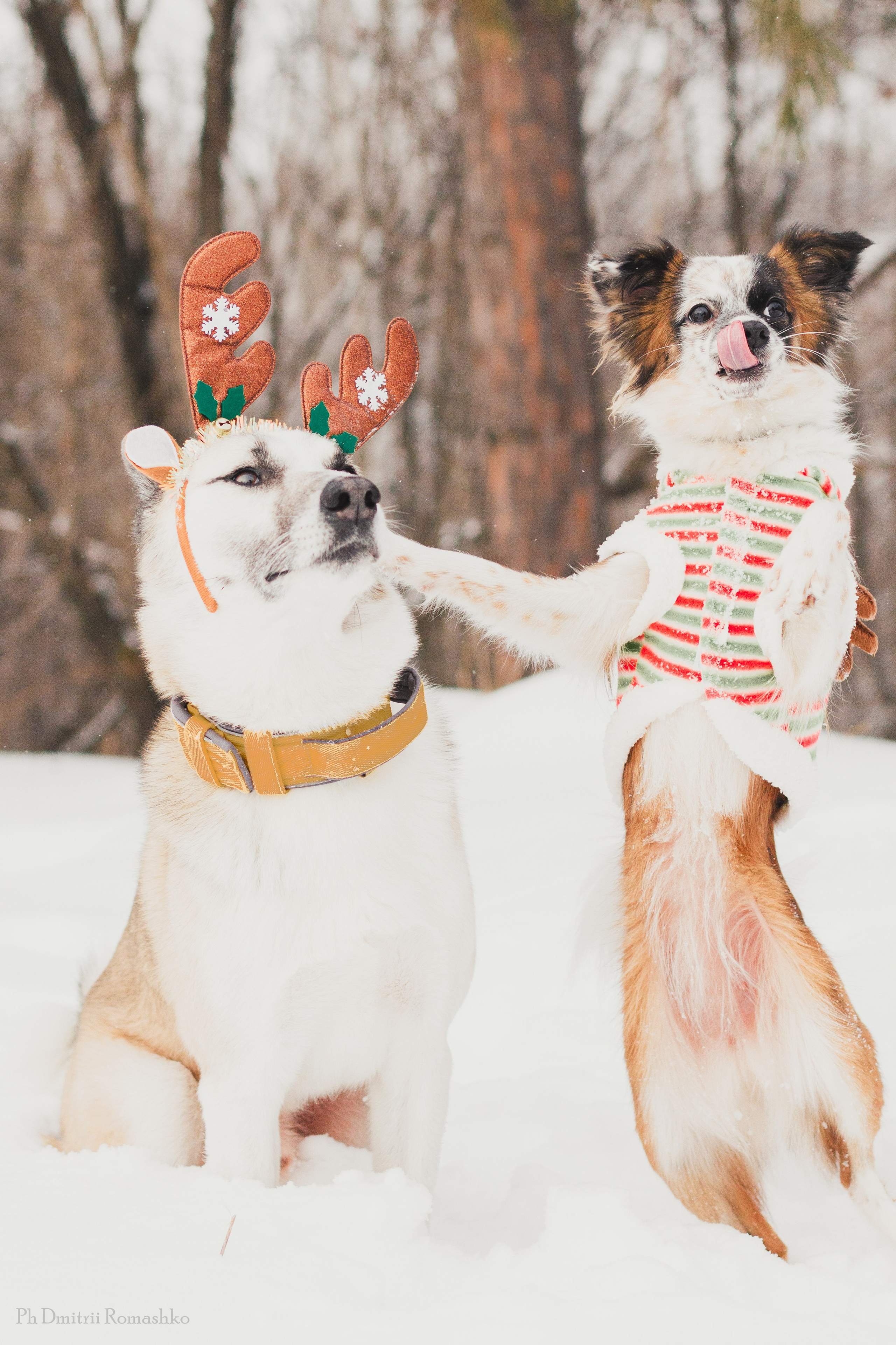 Анималистка. Фотограф Дмитрий Ромашко