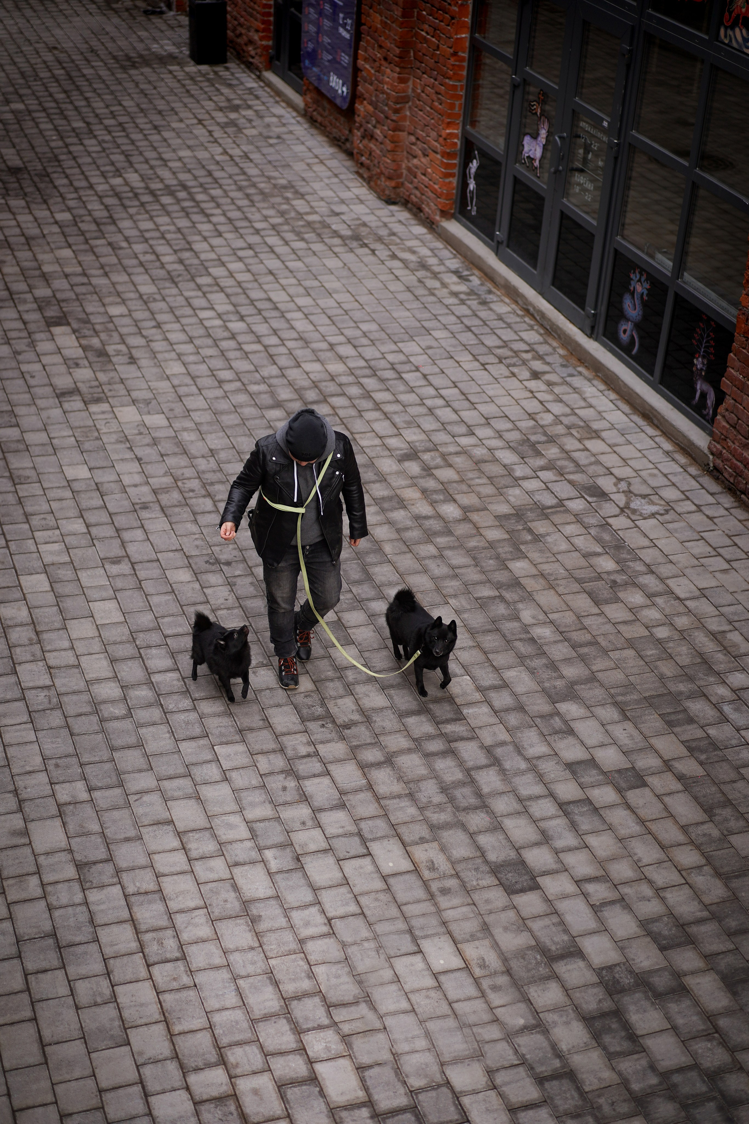 Аня Арчи и Мишель. Фотограф-анималист в Санкт-Петербурге Яна Мартынова