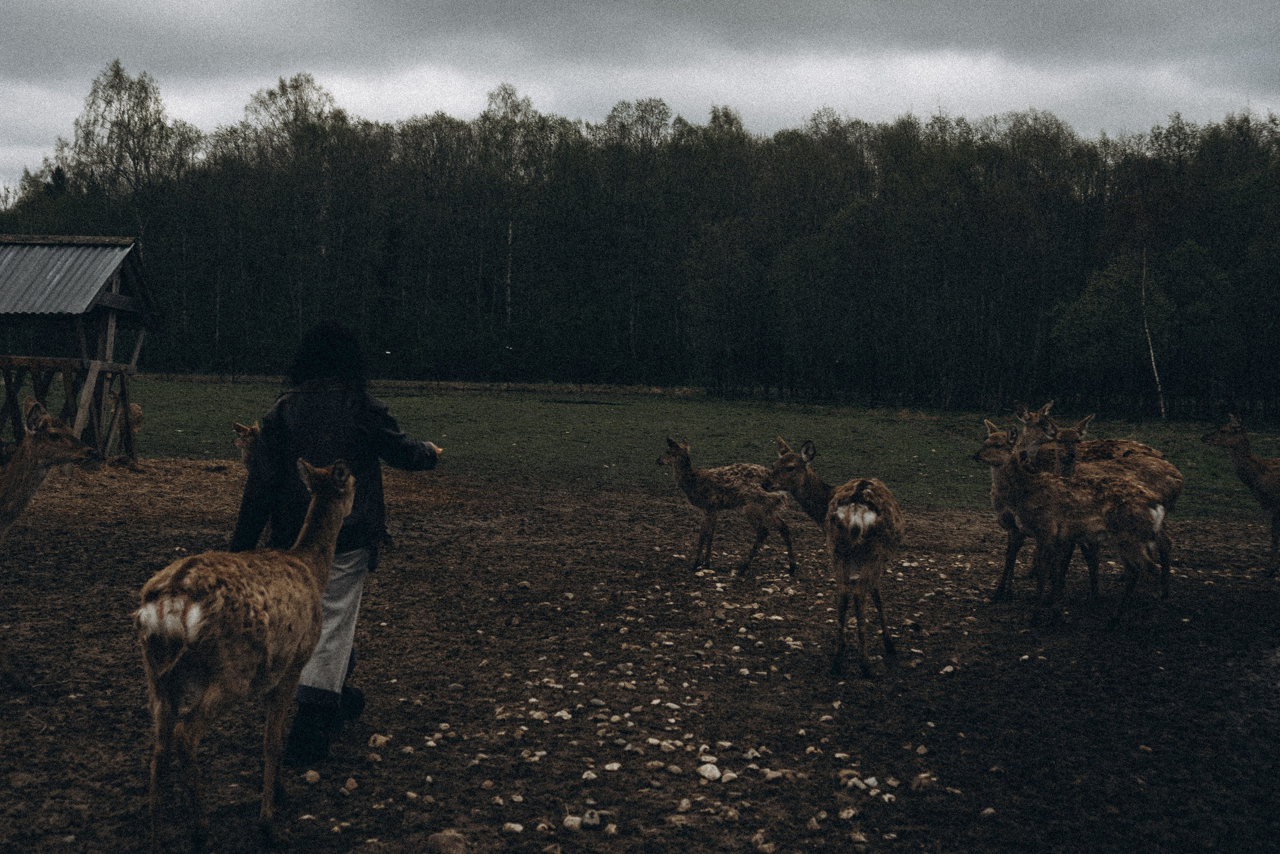 ОЛЕНЬЯ ФЕРМА В ТВЕРИ. Профессиональный фотограф, Санкт-Петербург — Виктория Богомолова