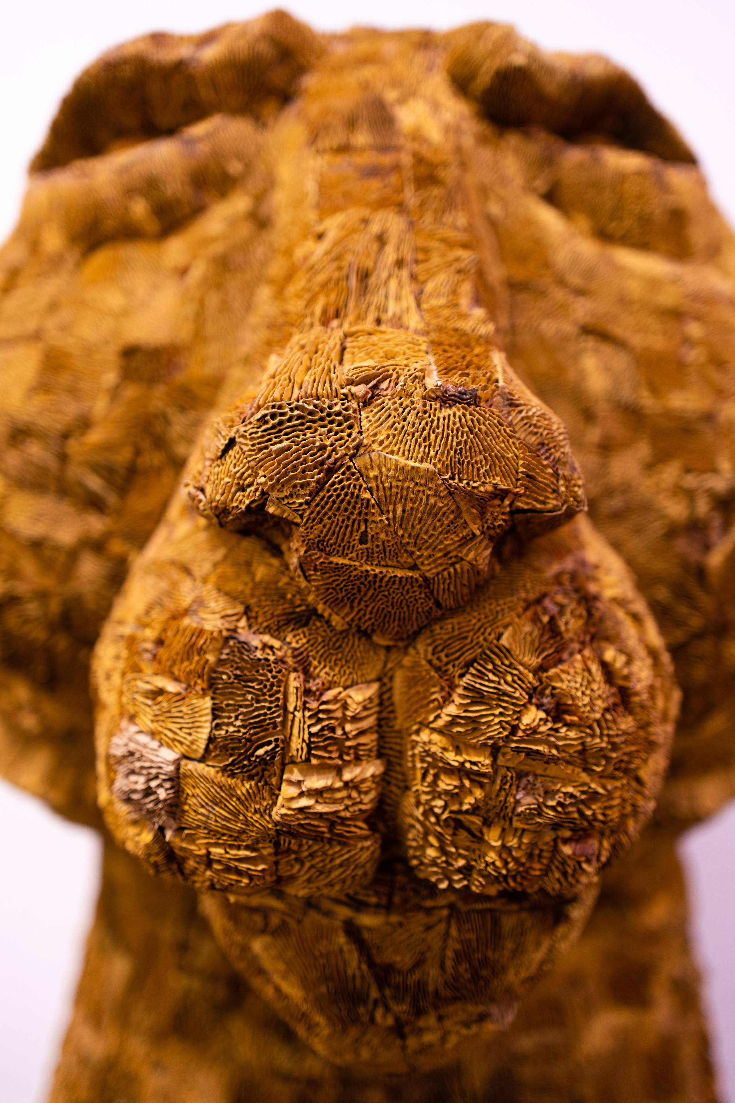 ГОА 2024. Руслан Плахтеев