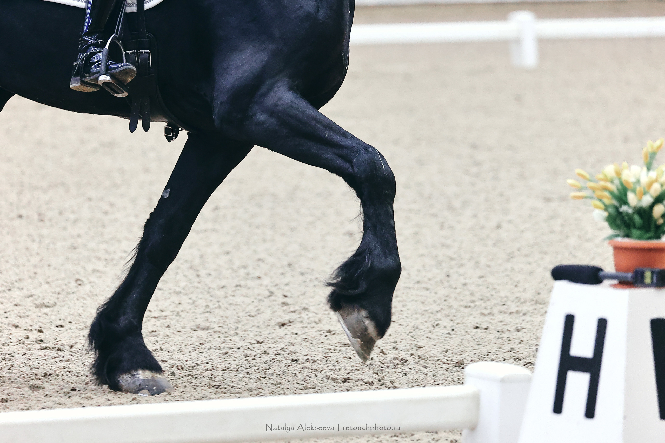 Зимнее Первенство Maxima Park по выездке, Maxima Stables | 03'2023. Репортажный фотограф и ретушер в Москве Наталья Алексеева