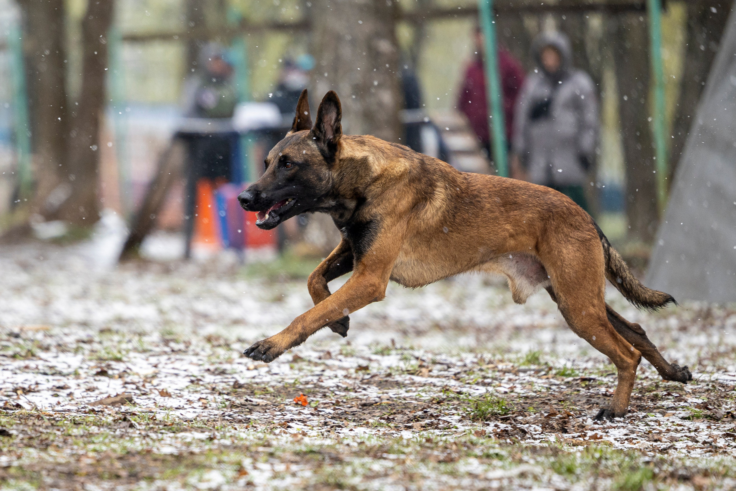 Квалификационные состязания по мондьорингу г. Вологда 11.05.24. Фотограф-анималист Анна Маринич