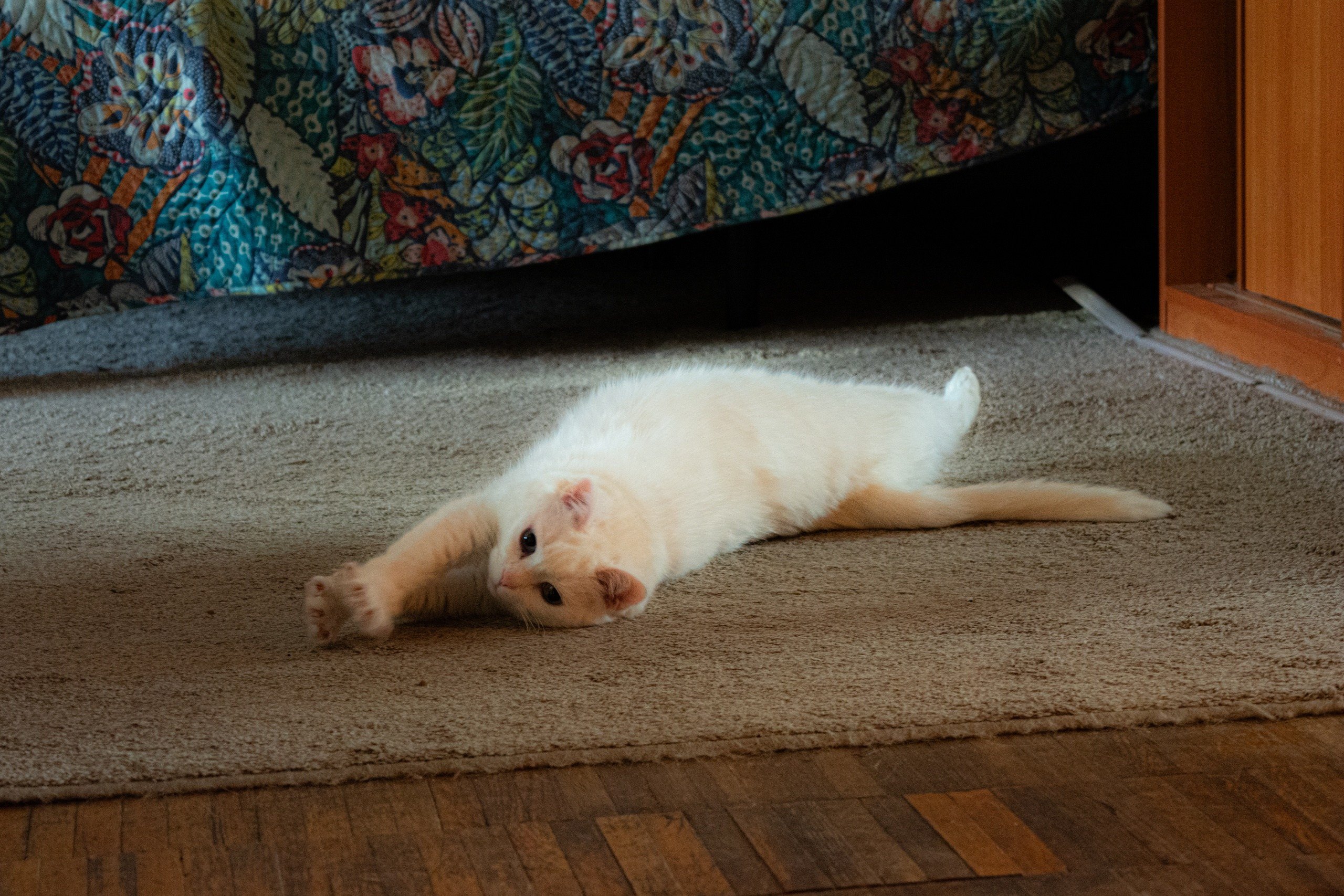 Animals. Фотограф Евгения Саботаж в г. Москва