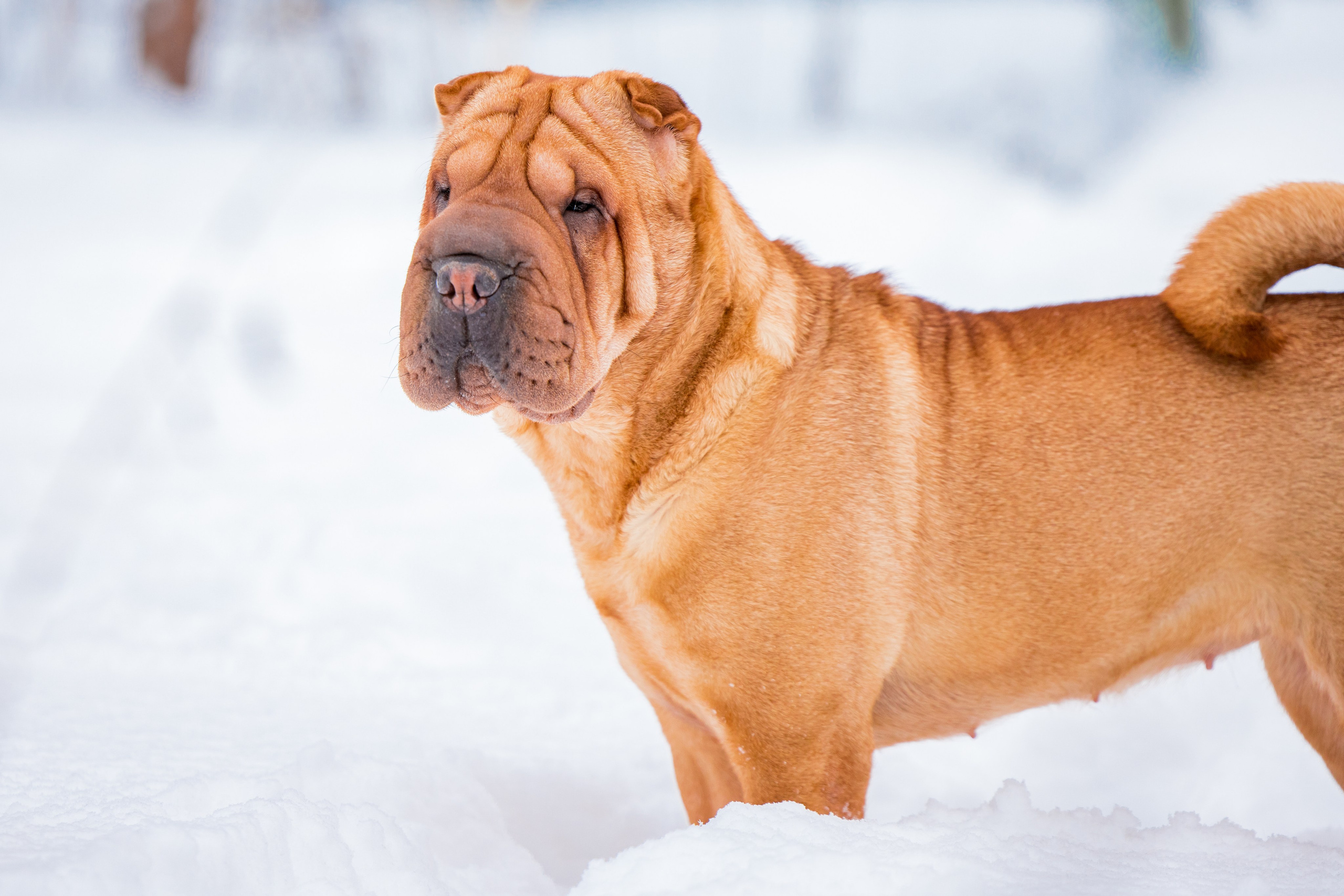 В гостях у шарпеев 16.01.2024. Фотограф-анималист Юлия Германика