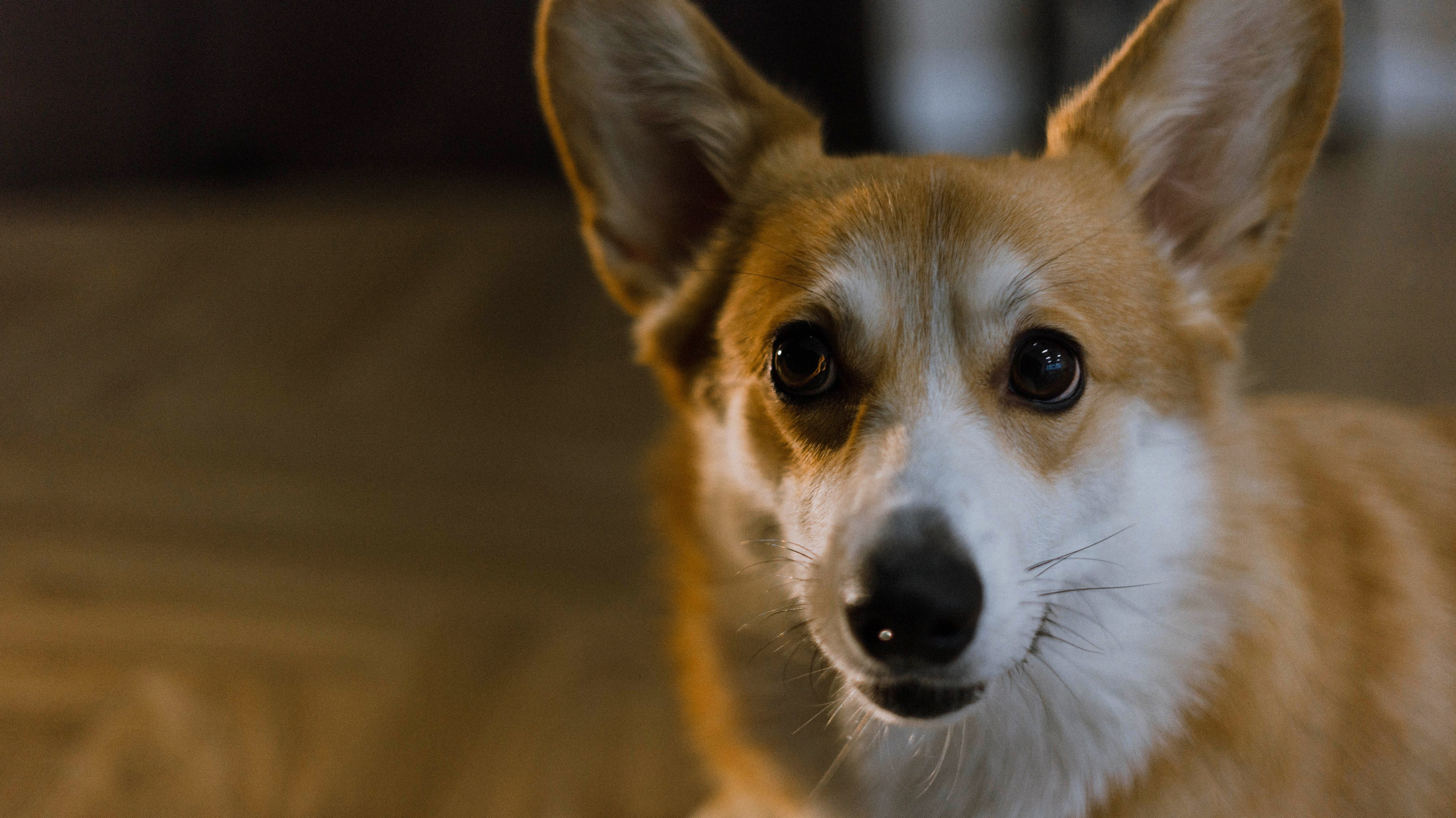 Настя и Мия. Фотограф-анималист Богданова Полина