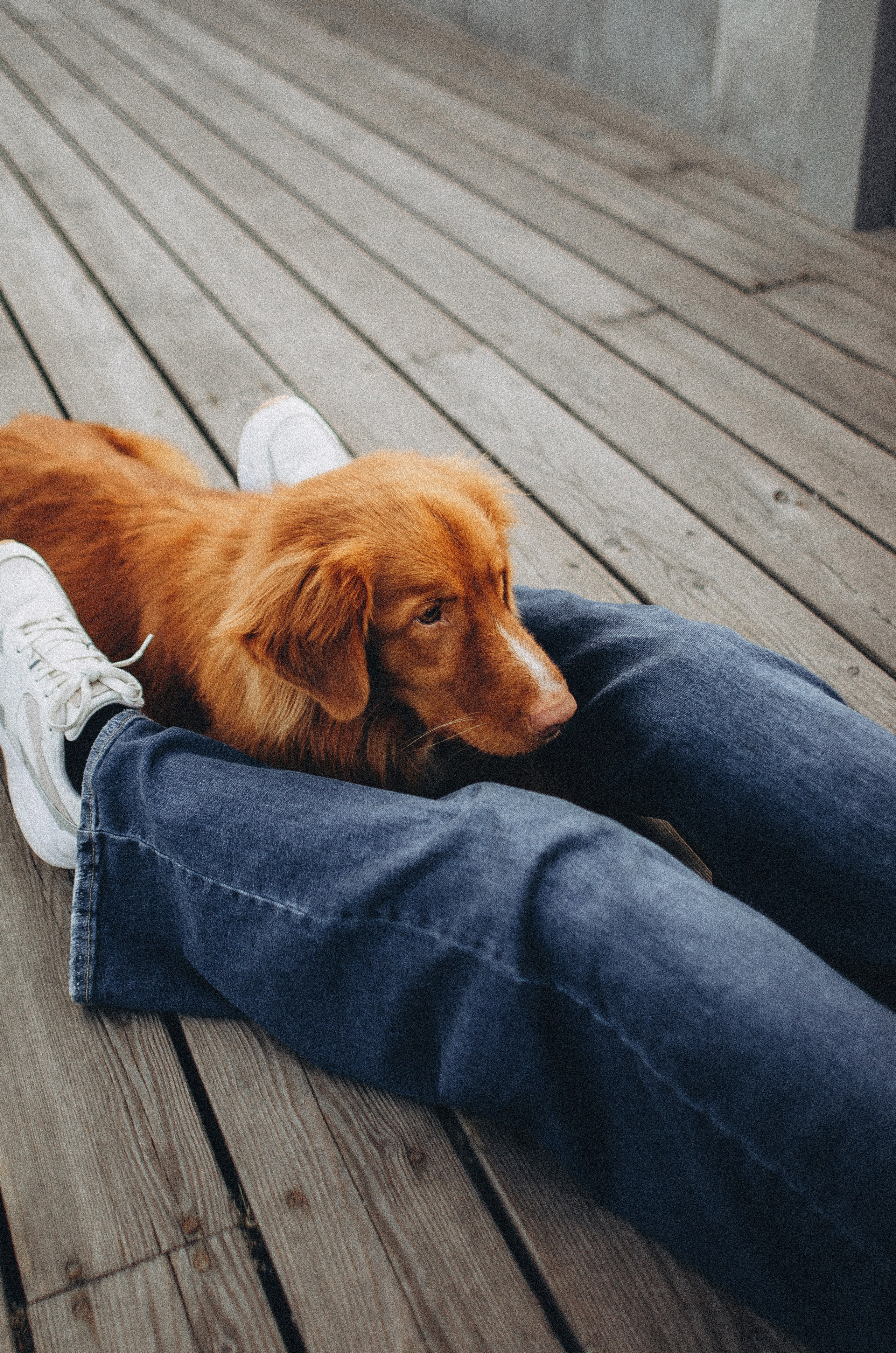 Алина и Бис. Фотограф-анималист Богданова Полина