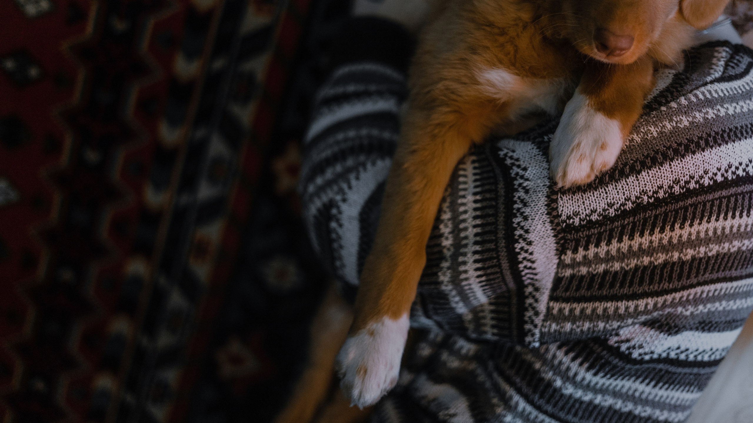 Лера, Реджи и Ральф. Фотограф-анималист Богданова Полина