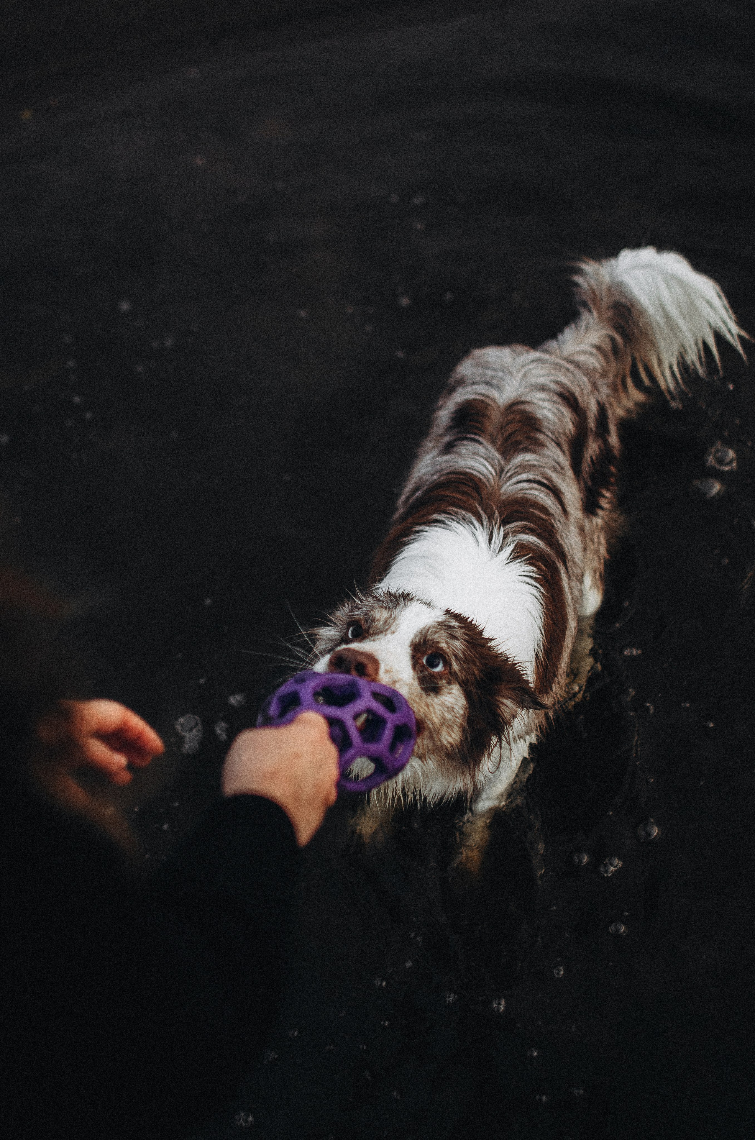 Алина и Бруна. Фотограф-анималист Богданова Полина